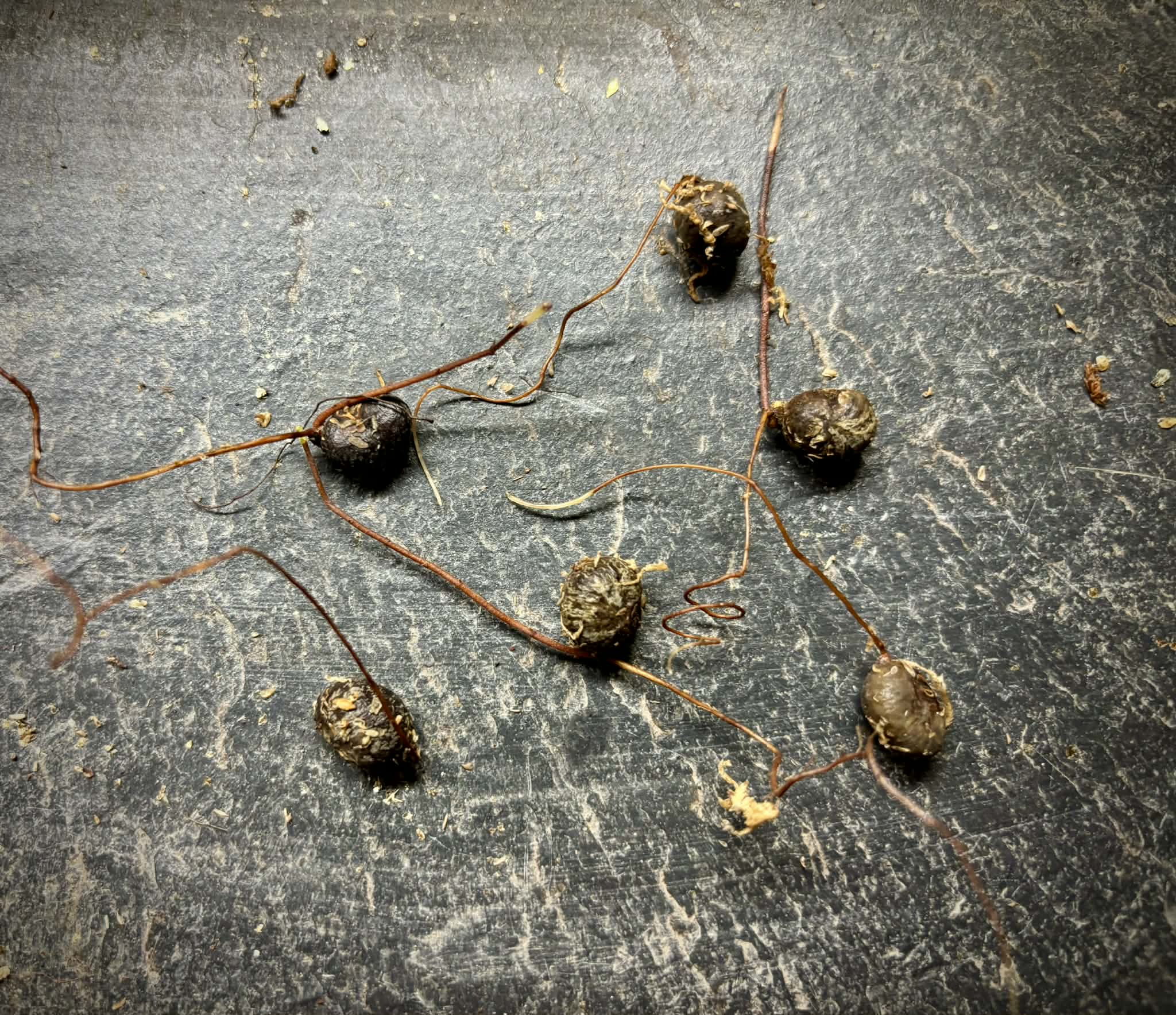 Myrciaria sp Maruim - 1 germinated seed / 1 gekeimter Samen