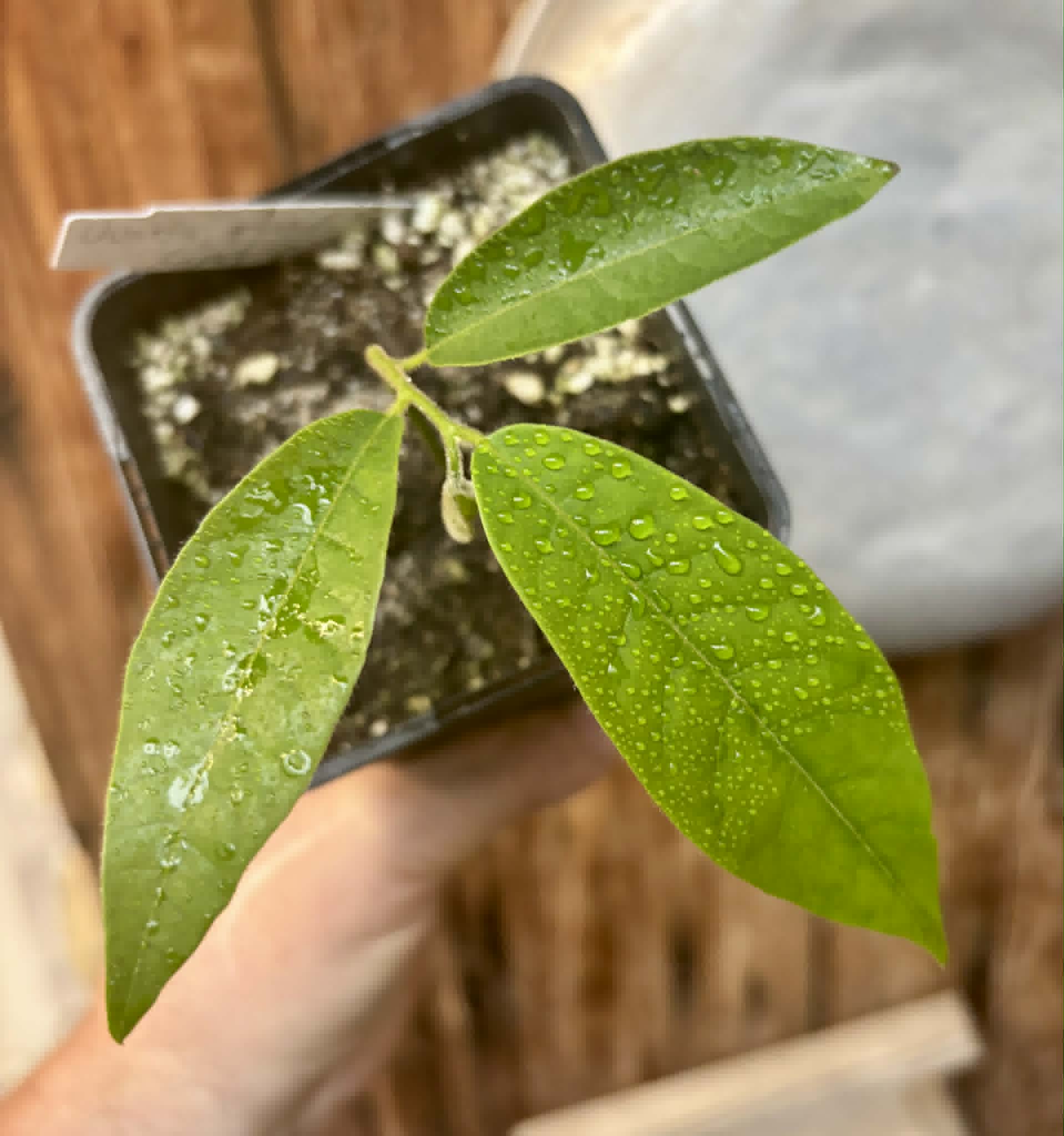 Civet Banana (Uvaria grandiflora) -  1 potted seedling / 1 getopfter Sämling