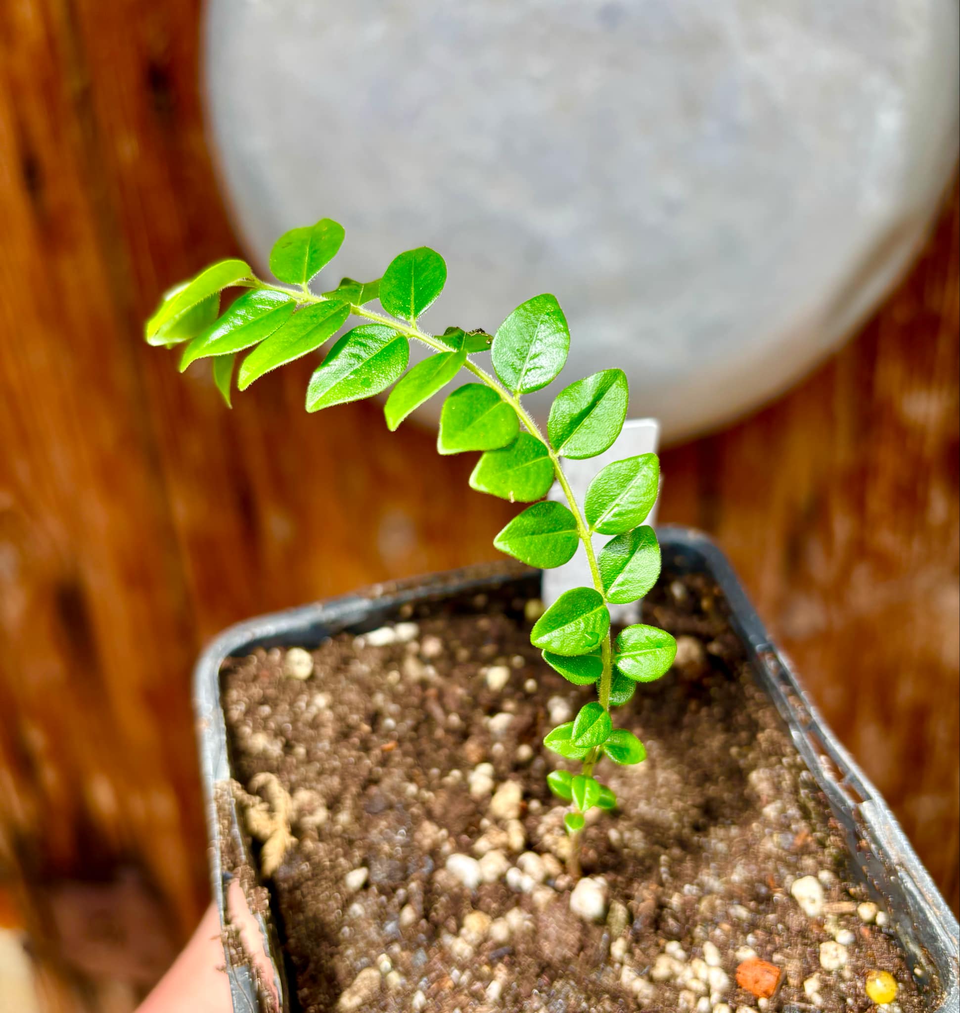 Myrciaria sp Pastora - 1 small potted seedling / 1 kleiner, getopfter Sämling
