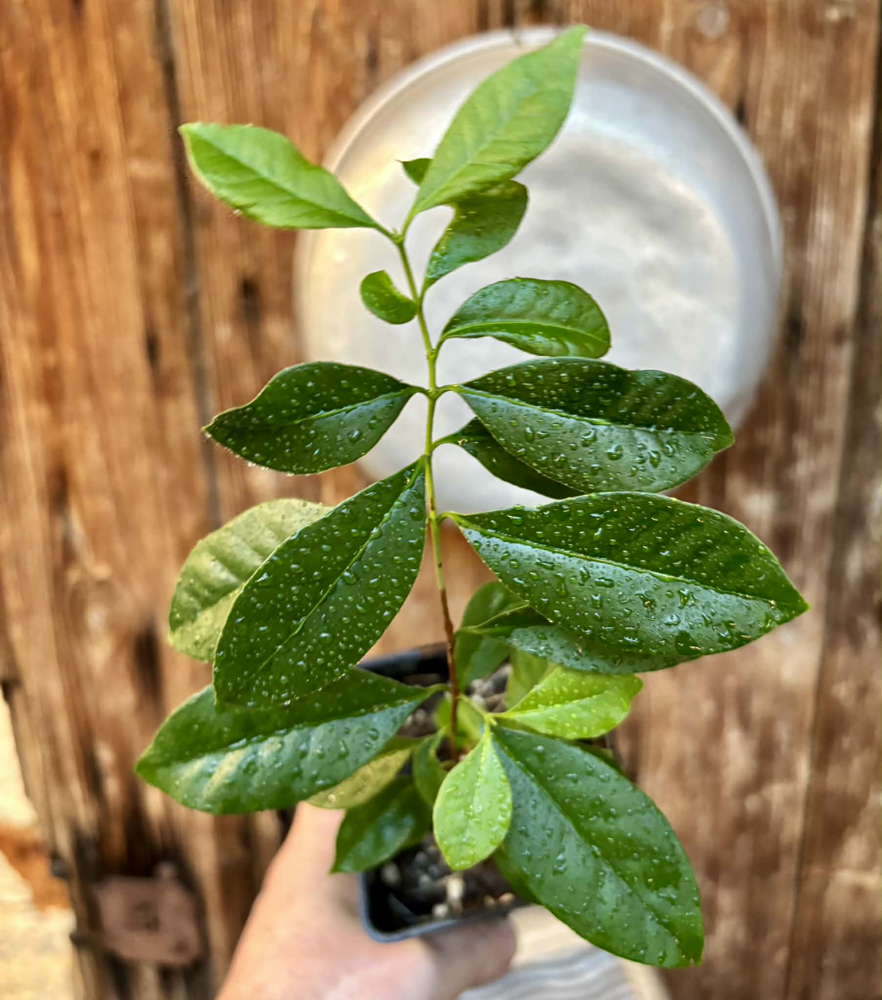 Psidium cattleyanum - Strawberry Guava  - 1 potted plant / 1 getopfte Pflanze