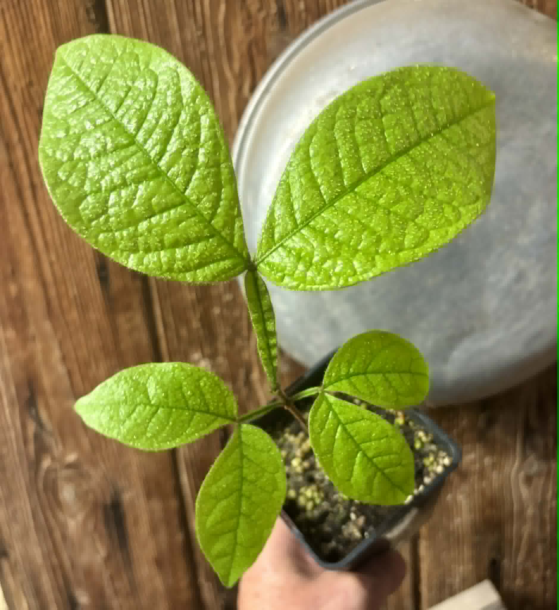 Inga aptera  - 1 potted seedling / 1 getopfter Sämling