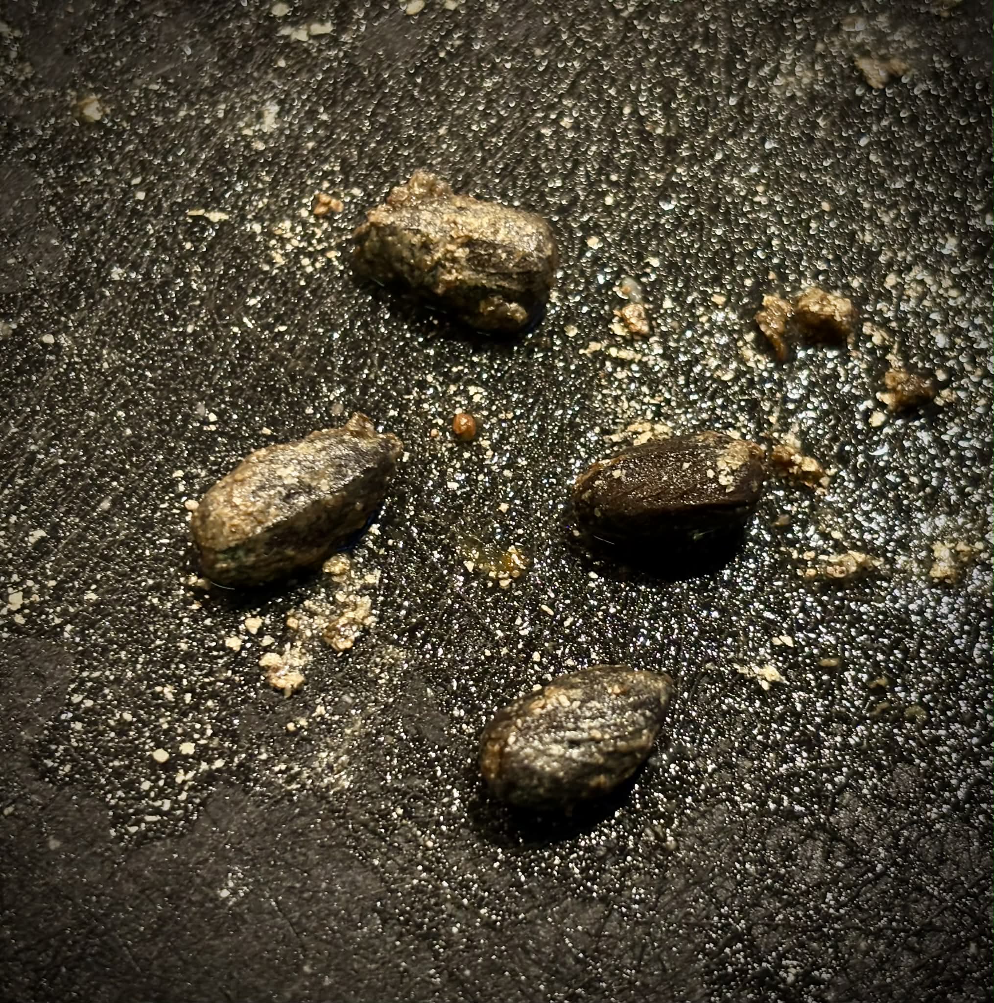 Cordia nodosa - 1 fresh seed / 1 frischer Samen