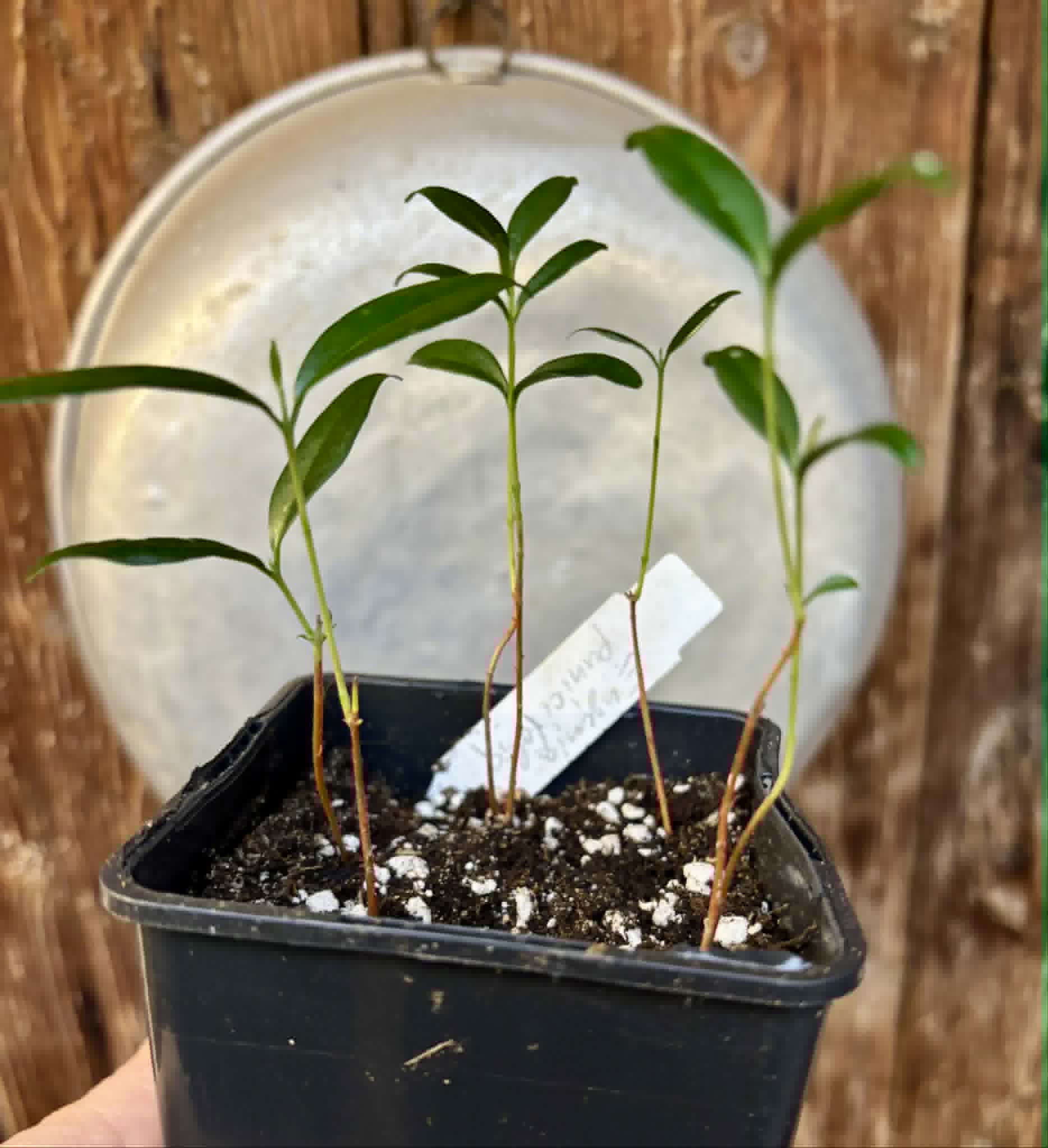6 in 1 pot - Eugenia punicifolia - 6 seedlings in one pot / 6 Sämlinge in einem Topf
