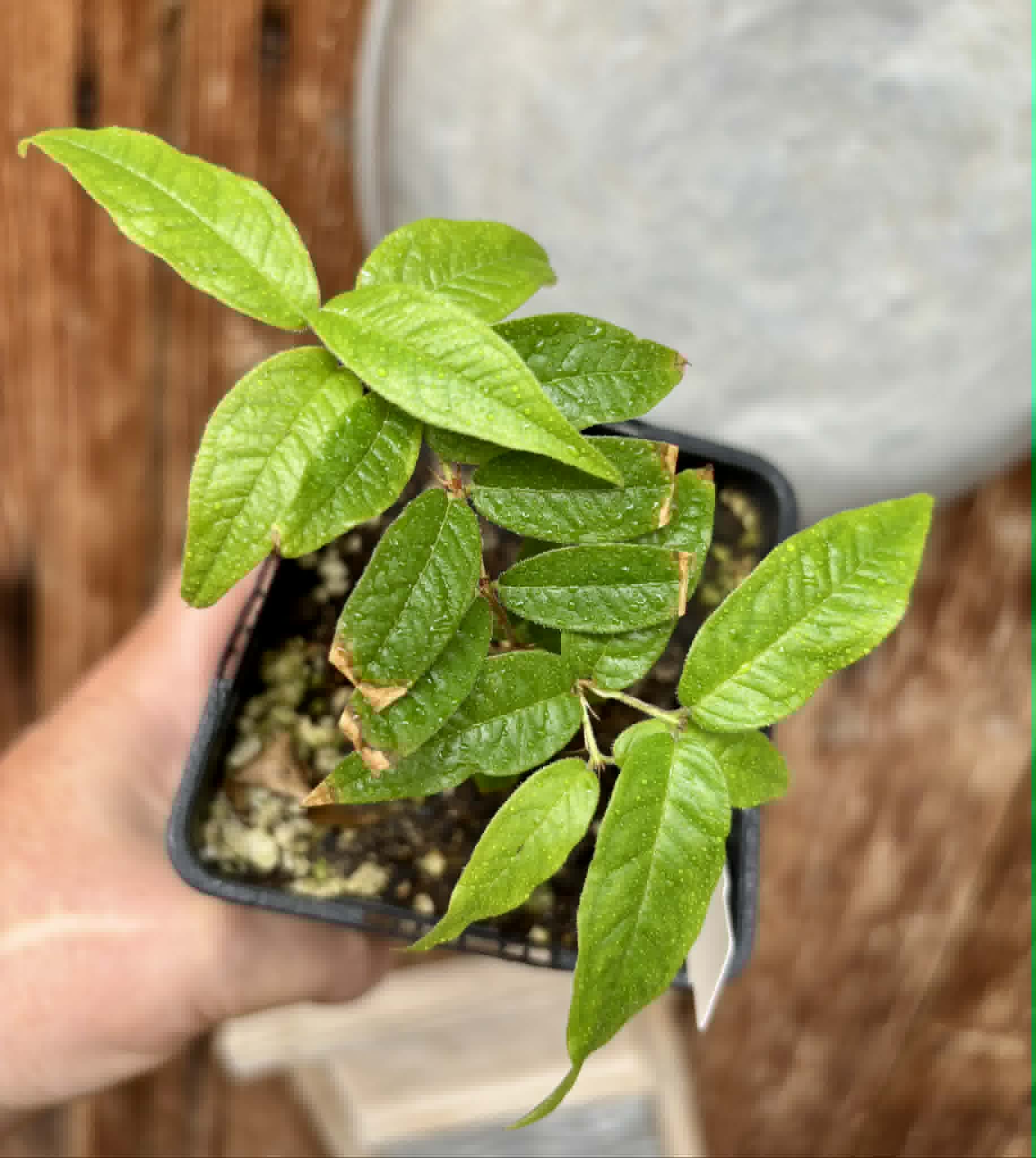 Plinia spiritosantensis var. Mucuri Velvet - 1 potted plant/ 1 getopfte Pflanze