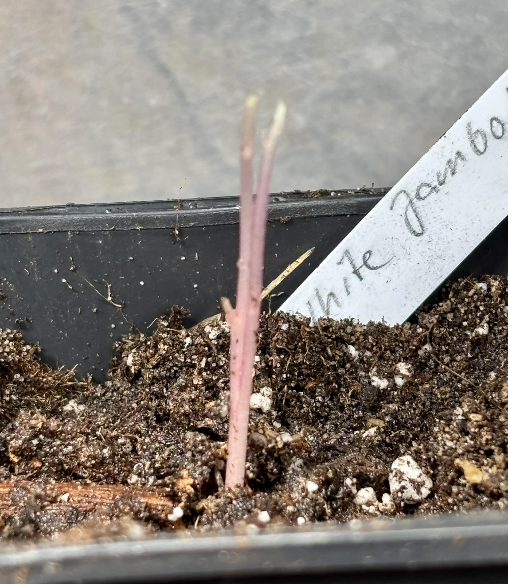 Syzygium cumini var. alba  (White Jambolan) - 1 potted seedling / 1 getopfter Sämling