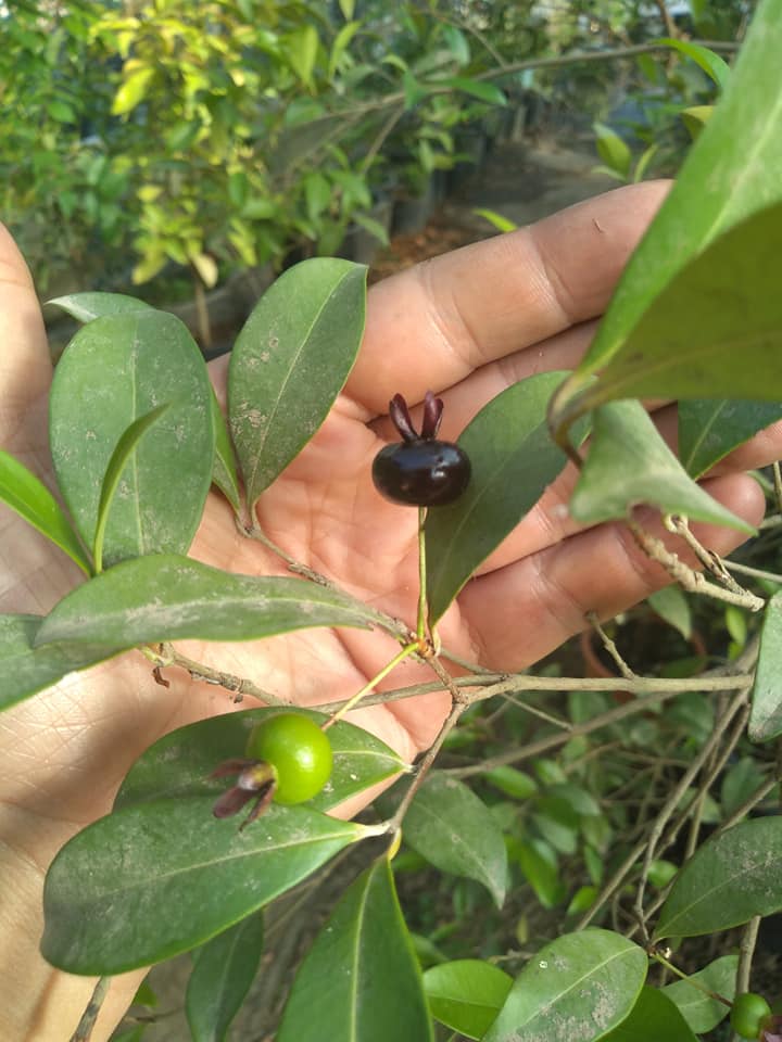 Eugenia blastantha - 1 germinated seed / 1 gekeimter Samen