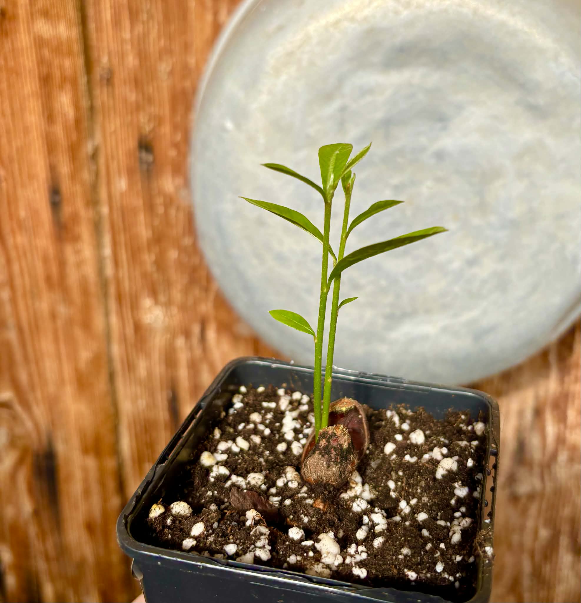Pradosia sp Rondonia - 1 potted seedling / 1 getopfter Sämling