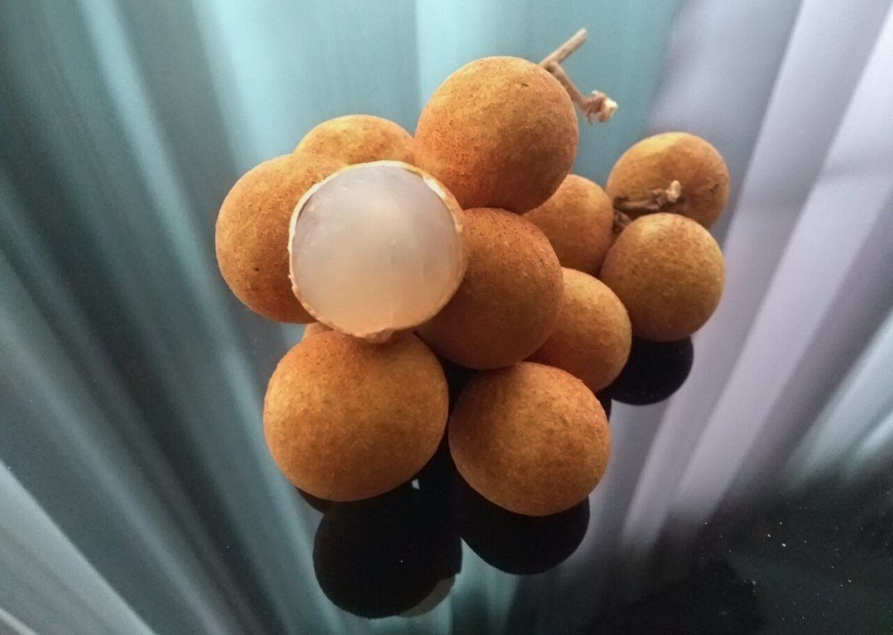 3 years old - Longan (Dimocarpus longan) - 1 potted plant / 1 getopfte Pflanze
