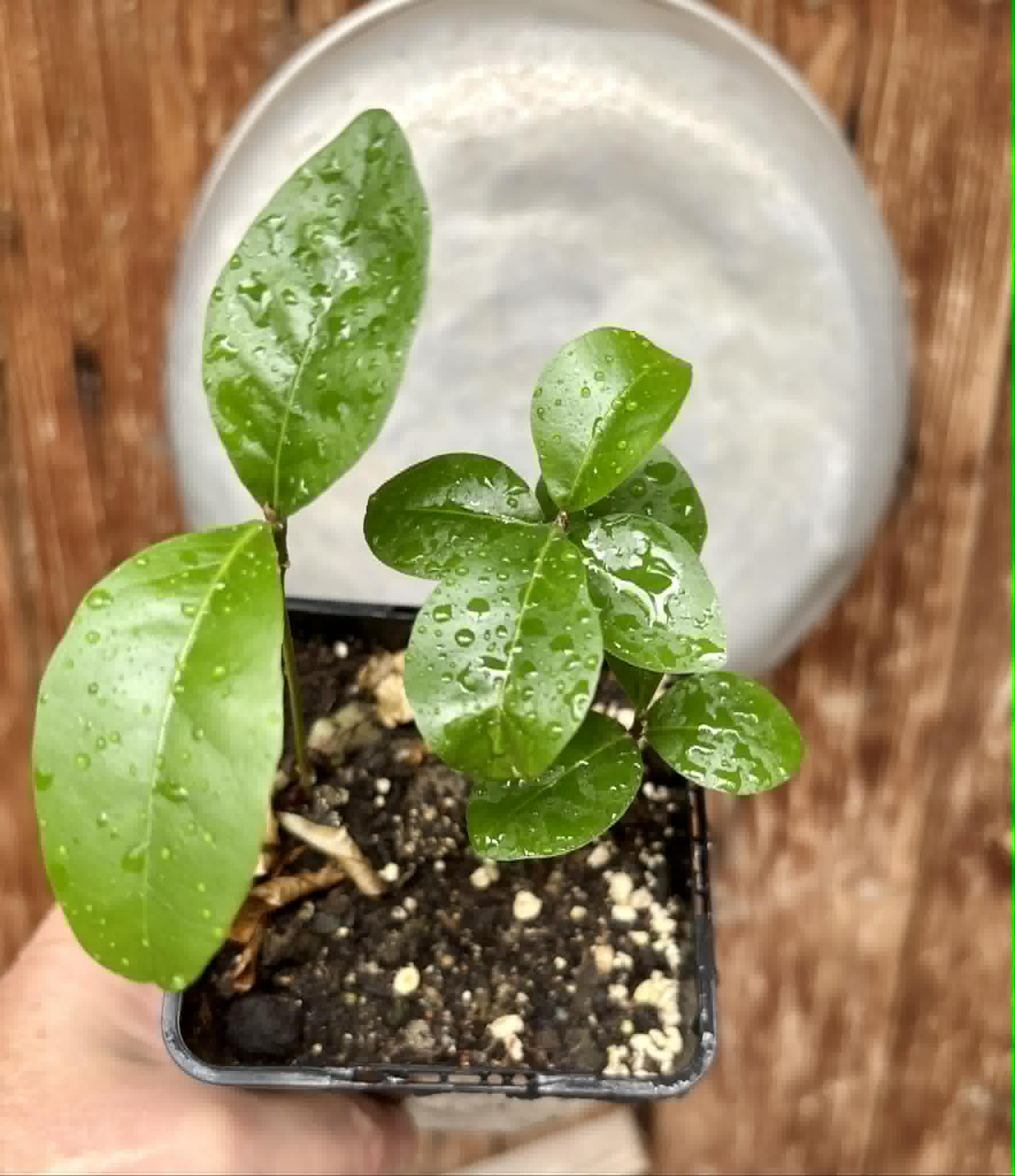 3 in 1 pot - Glycosmis pentaphylla - Orangeberry -  3 potted seedlings in one pot / 3 getopfte Sämlinge in einem Topf
