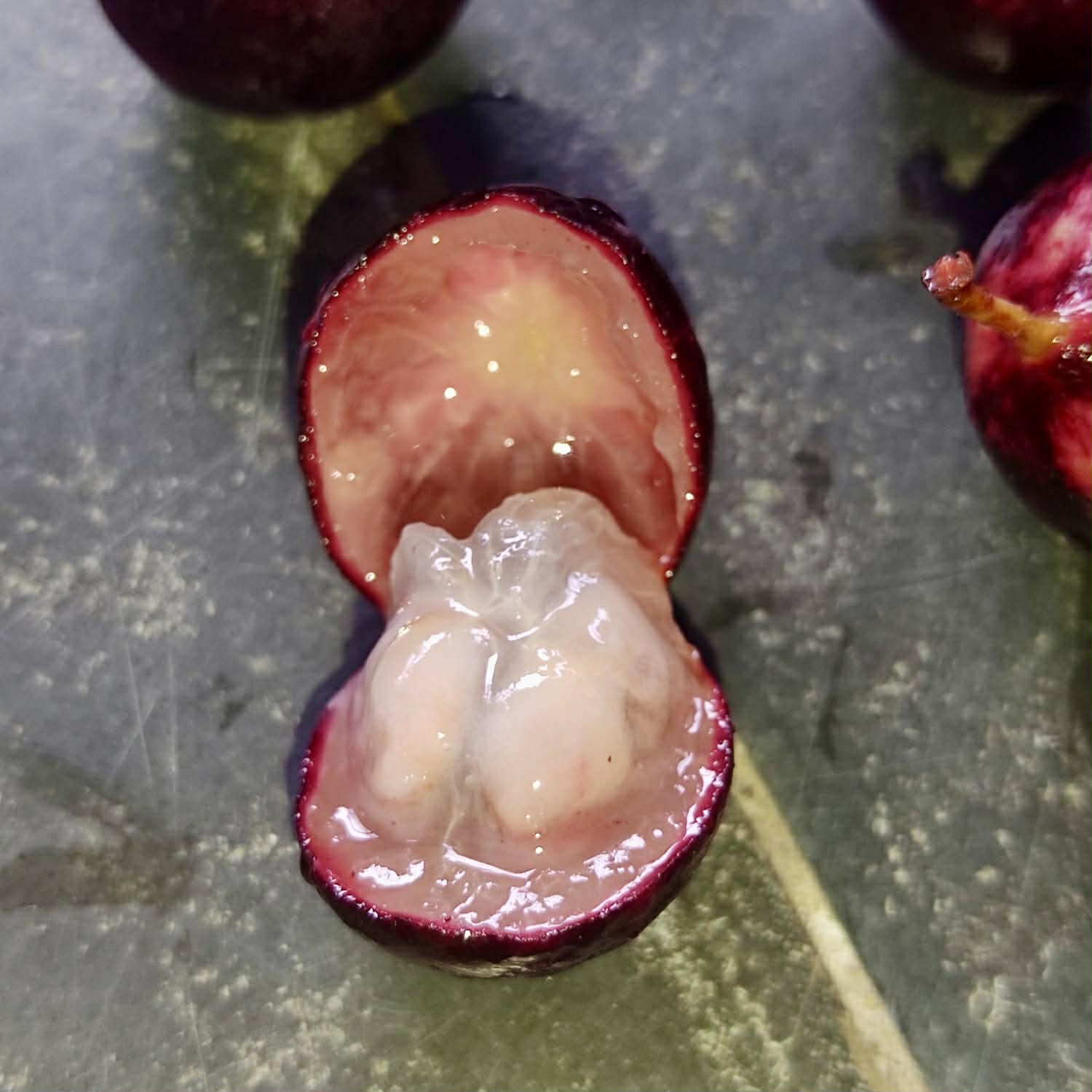 Plinia sp. Pingo de Mel Rajada Maraú -  1 fresh seed / 1 frischer Samen