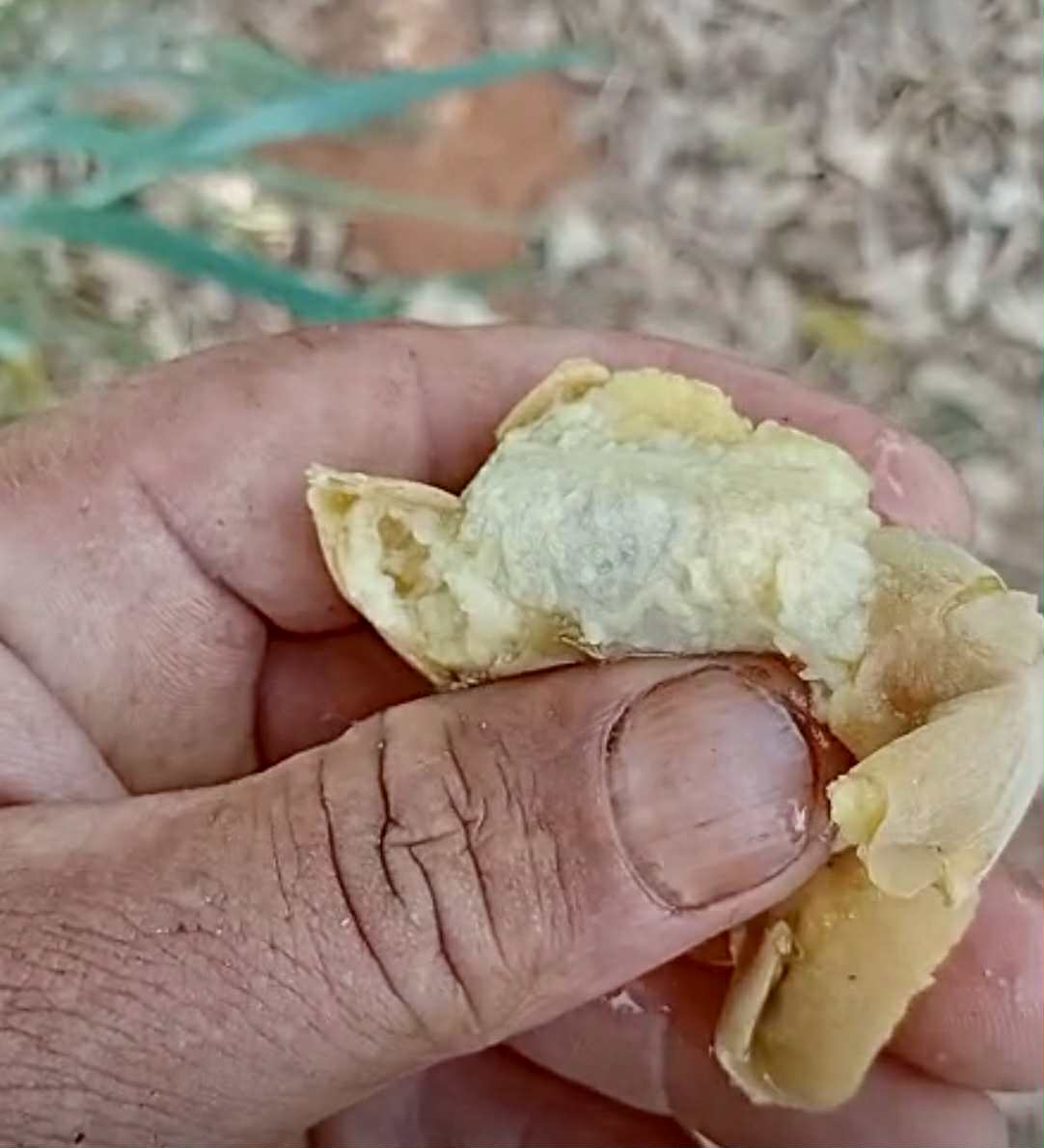 Zollernia ilicifolia - 1 fresh seed / 1 frischer Samen