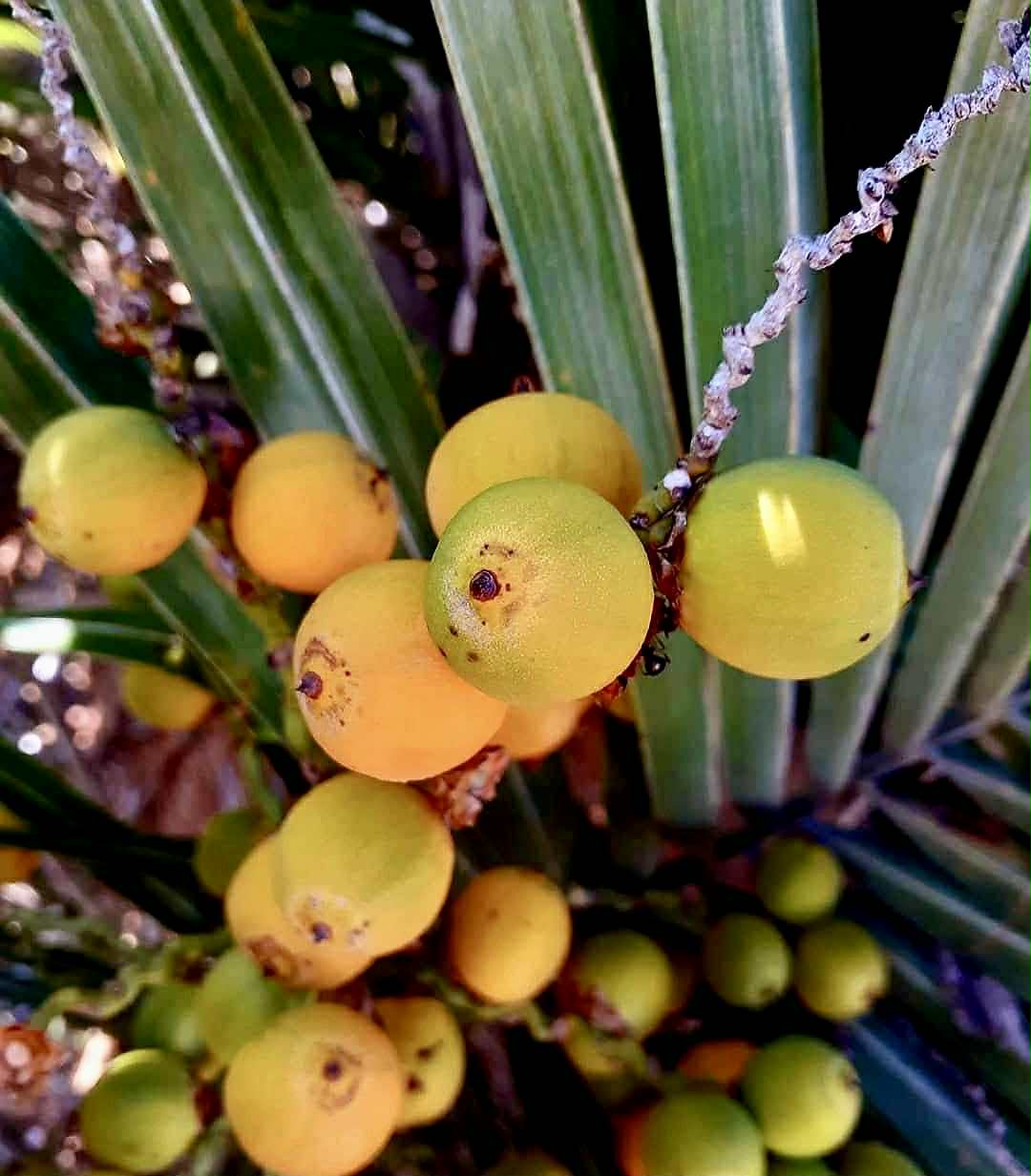 Coco de Raposa (Syagrus werdermannii) -  1 fresh seed / 1 frischer Samen