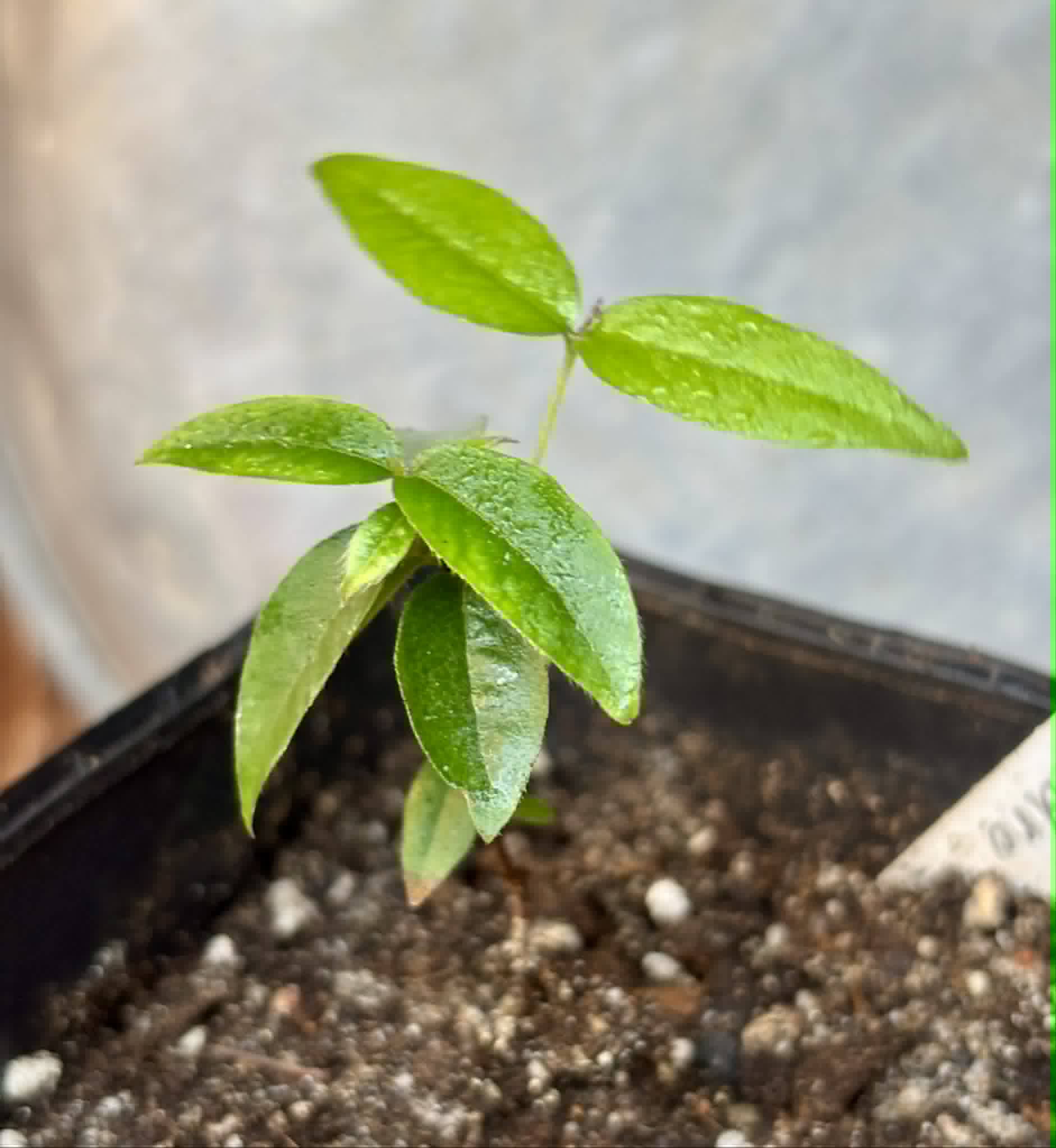 Plinia sp Pai Pedro -  1 potted seedling  / 1 getopfter Sämling