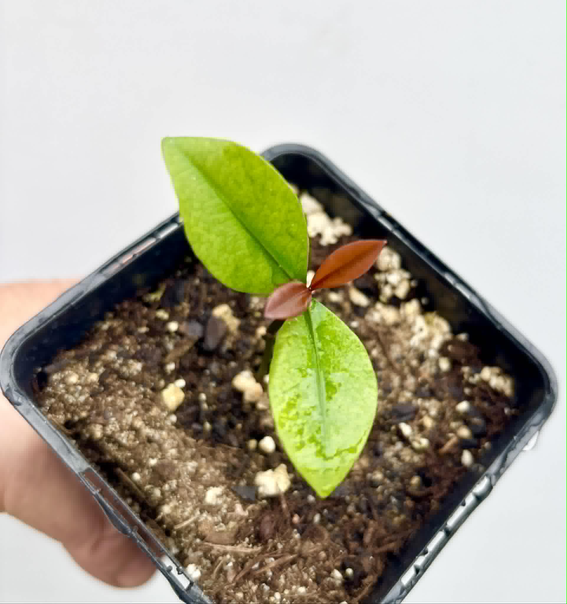 Bacupari  (Garcinia brasiliensis) -  1 potted seedling / 1 getopfter Sämling
