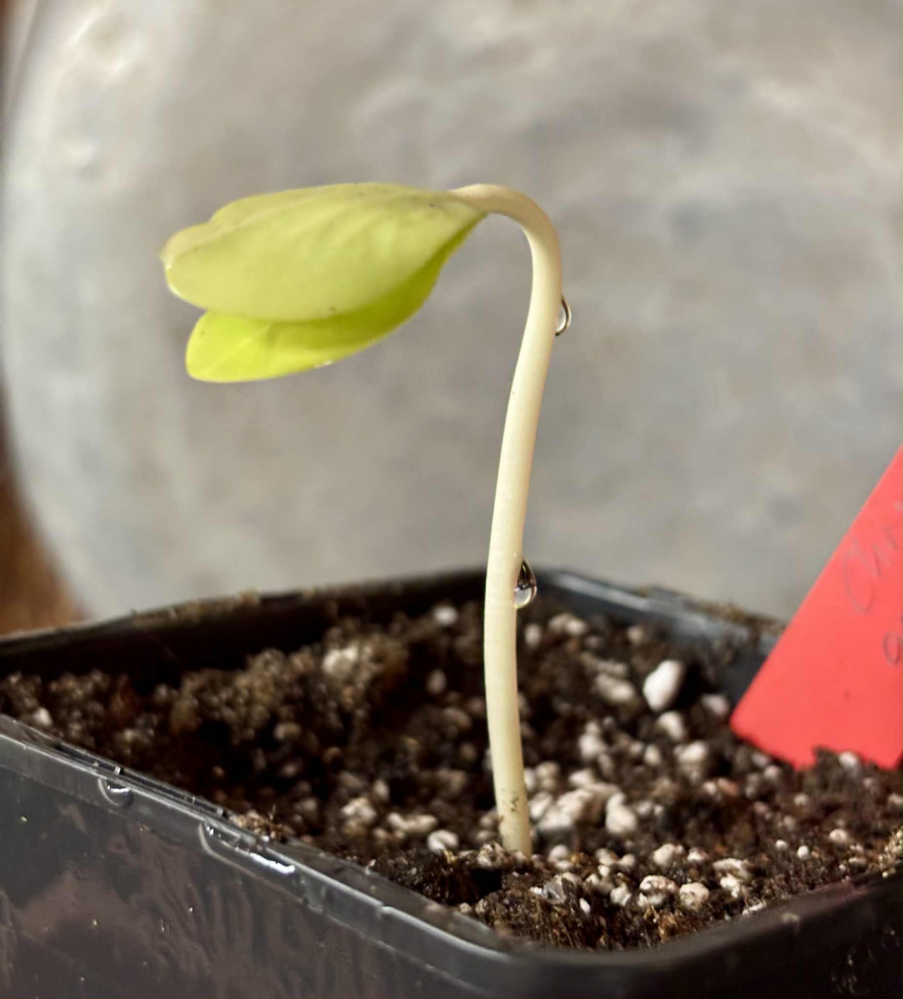 Chrysophyllum gonocarpum var. BIG Itacare  -  1 potted seedling / 1 getopfter Sämling