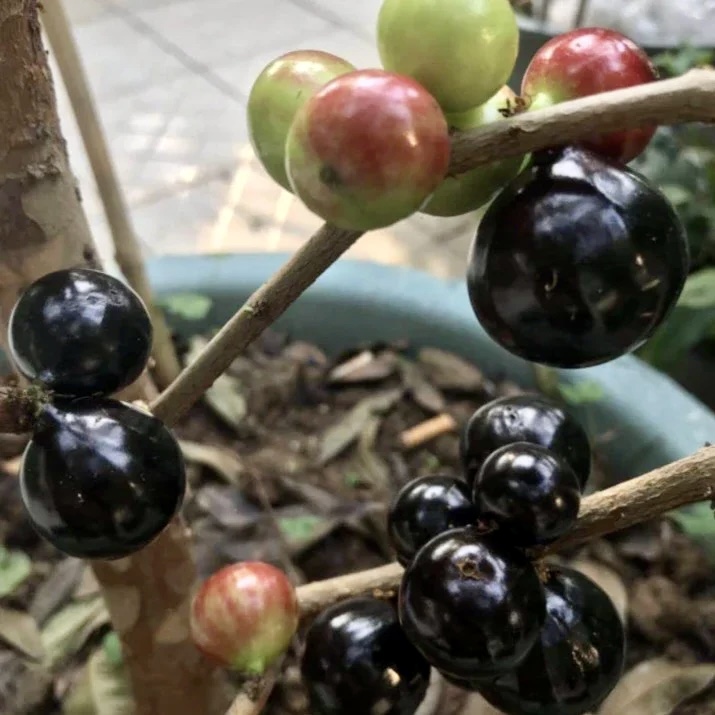 Jabuticaba Açu Paulista - Coleção Otto Andersen (Plinia cauliflora) -  1 fresh seed / 1 frischer Samen