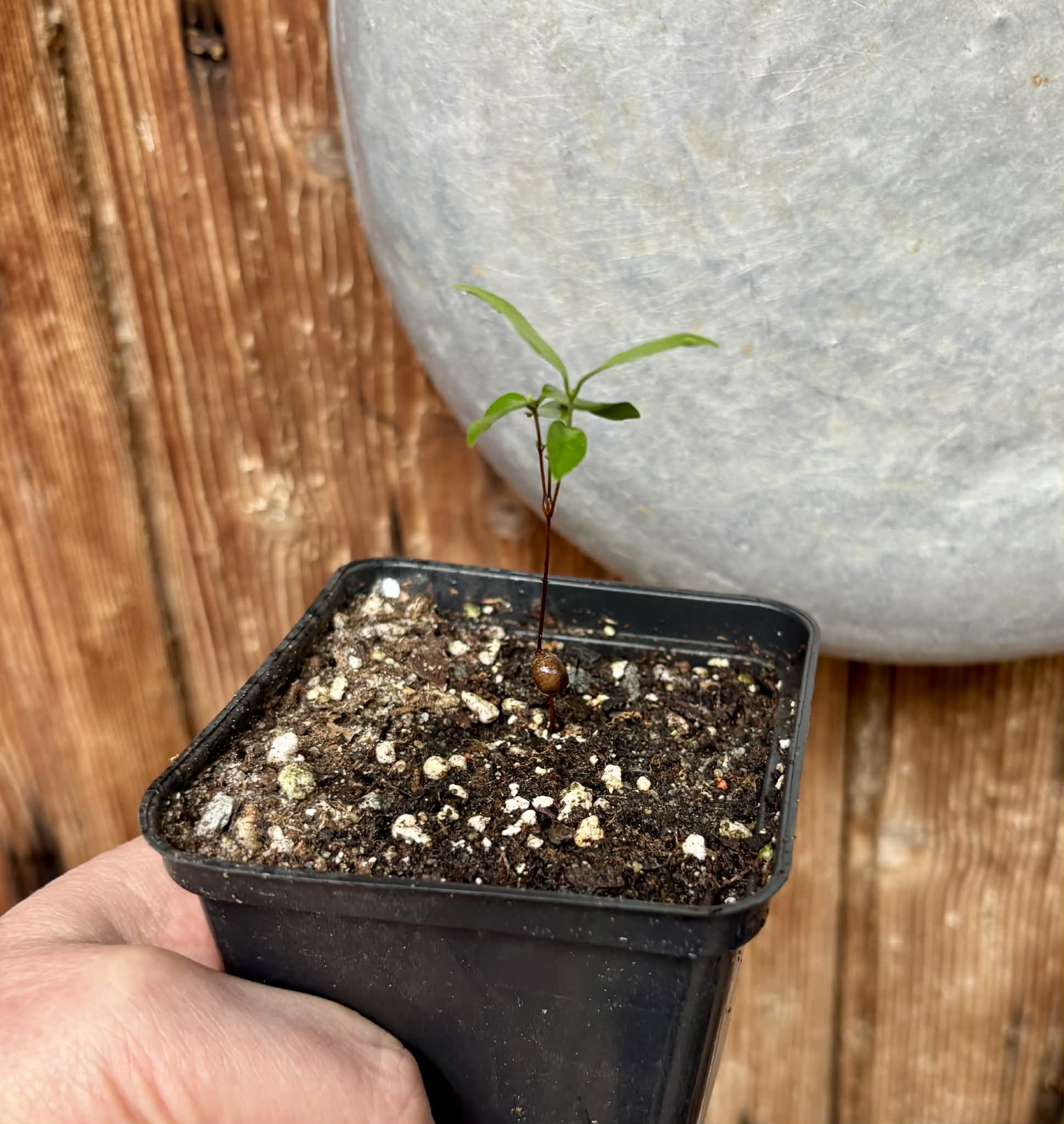 Guamirim Cereja do Sul (Eugenia modesta) - 1 potted seedling / 1 getopfter Sämling