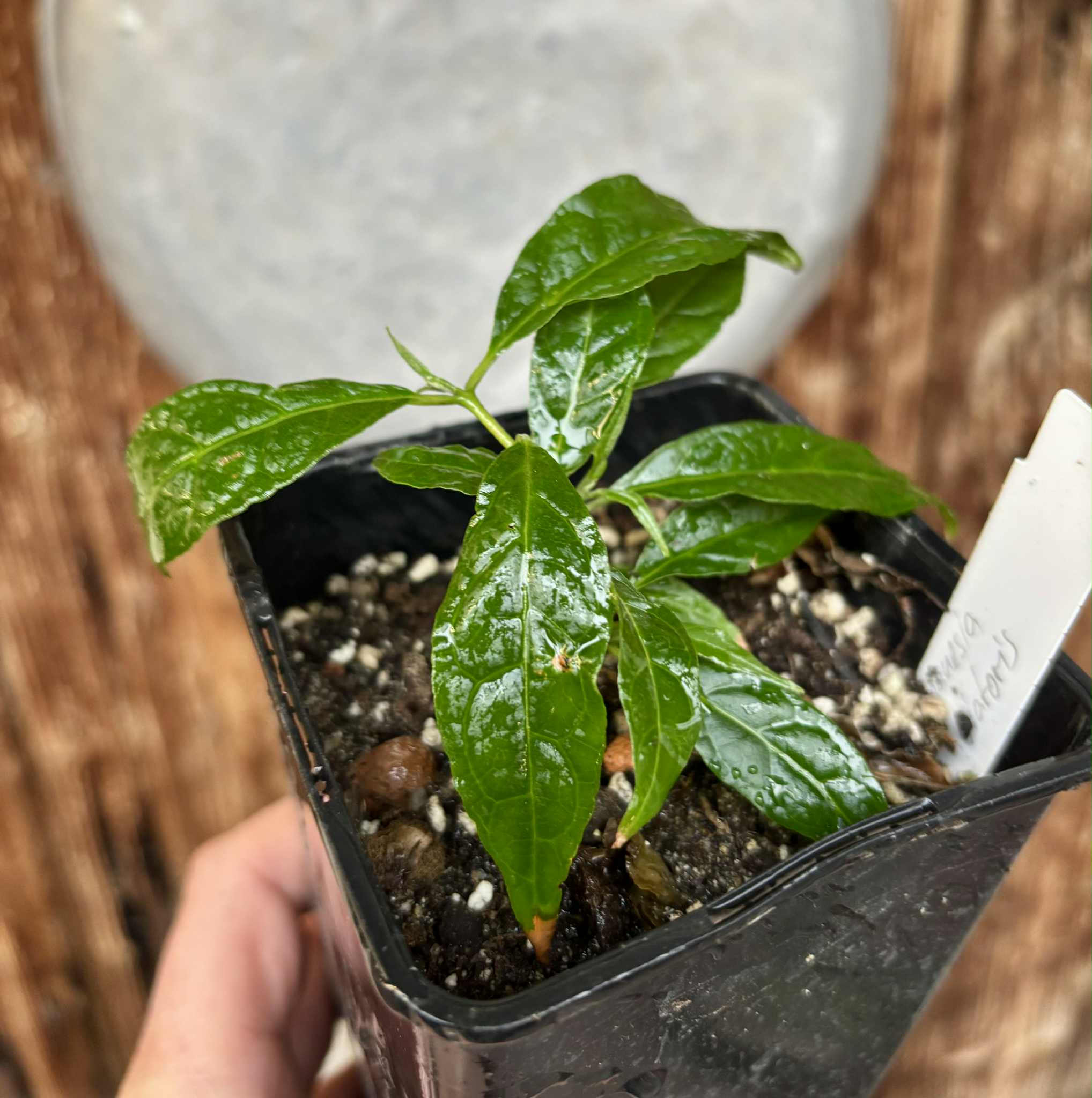 Campomanesia viatoris - 1 potted plant / 1 getopfte Pflanze