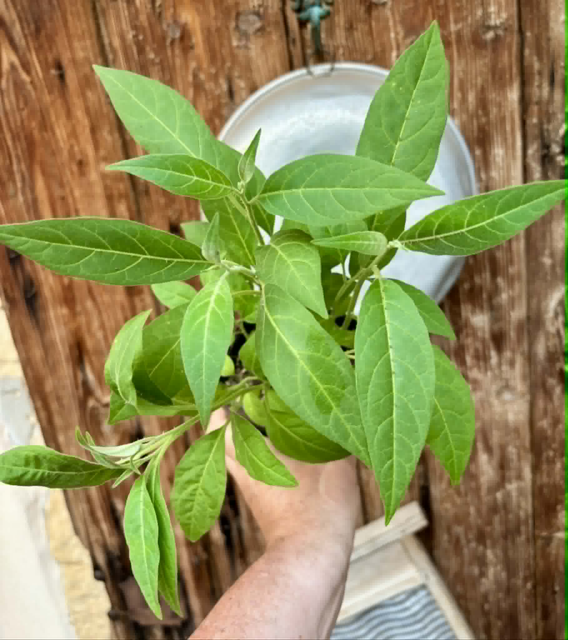 8 in 1 pot - Solanum sp. Mata Escura - 8 seedlings in one pot - 8 Sämlinge in einem Topf