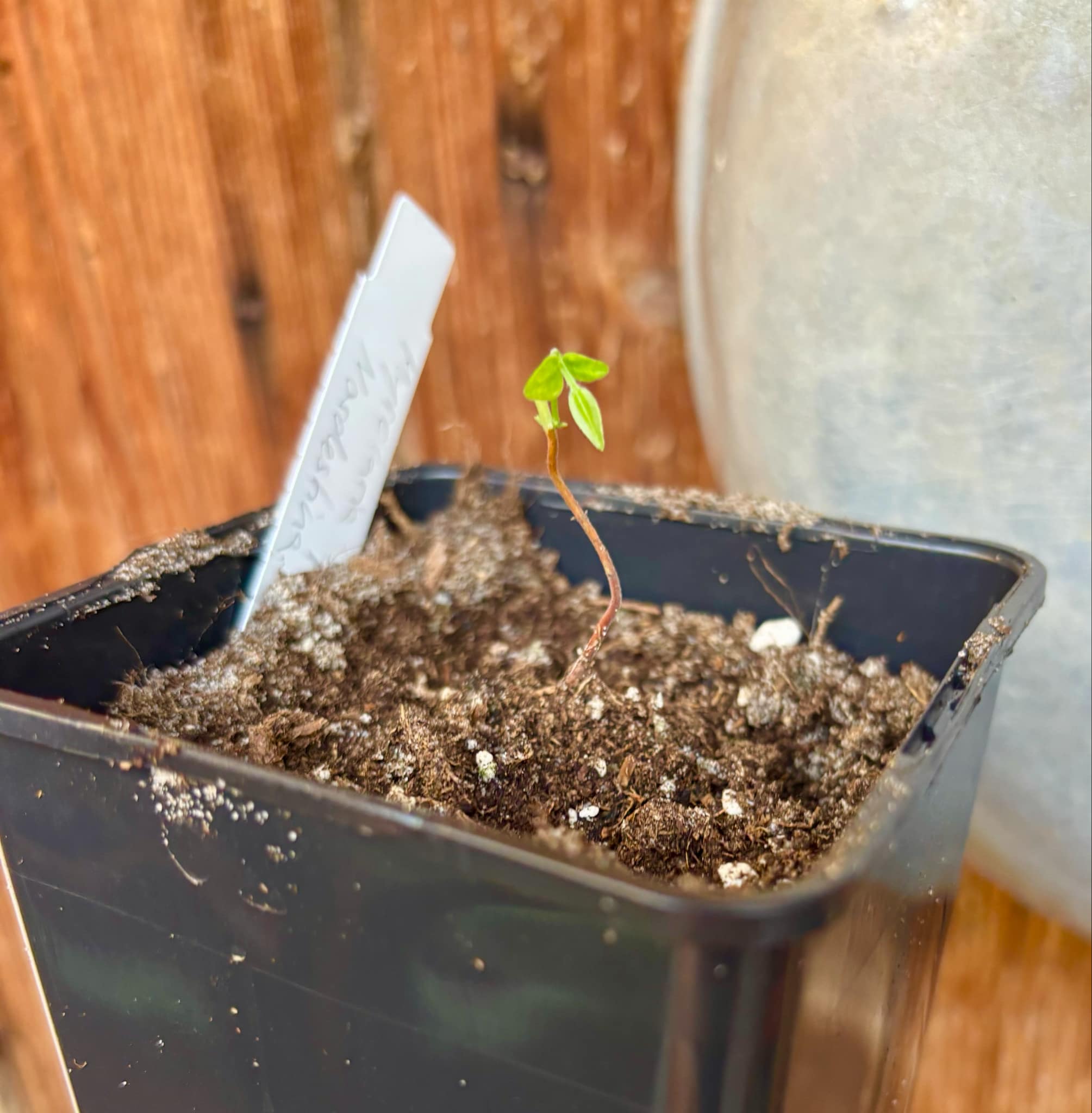 Myrciaria sp Nordestina - 1 small potted seedling / 1 kleiner, getopfter Sämling