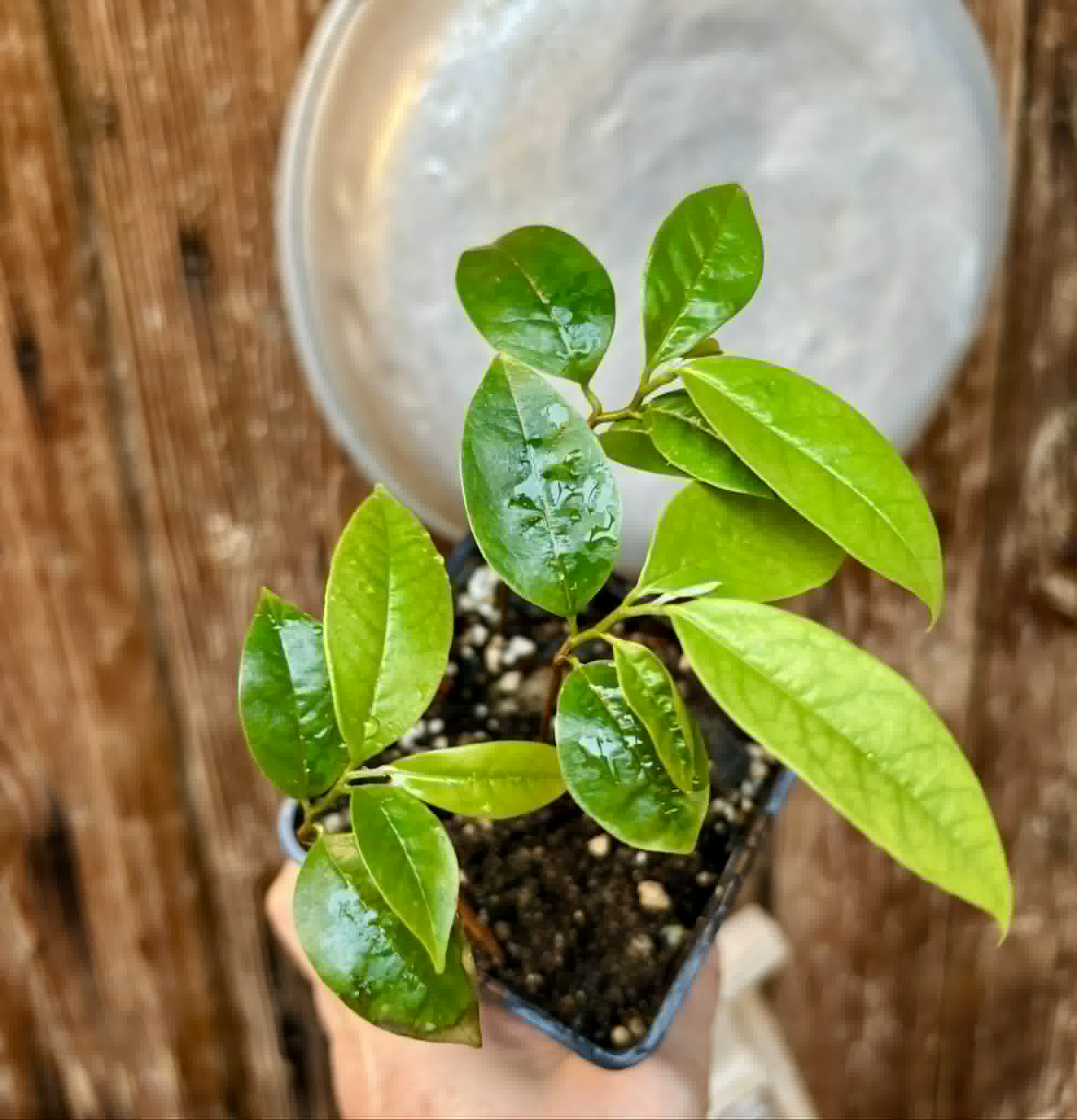3 in 1 pot - Annona muricata - Soursop / Stachelannone - 3 seedlings in one pot / 3 Sämlinge in einem Topf 