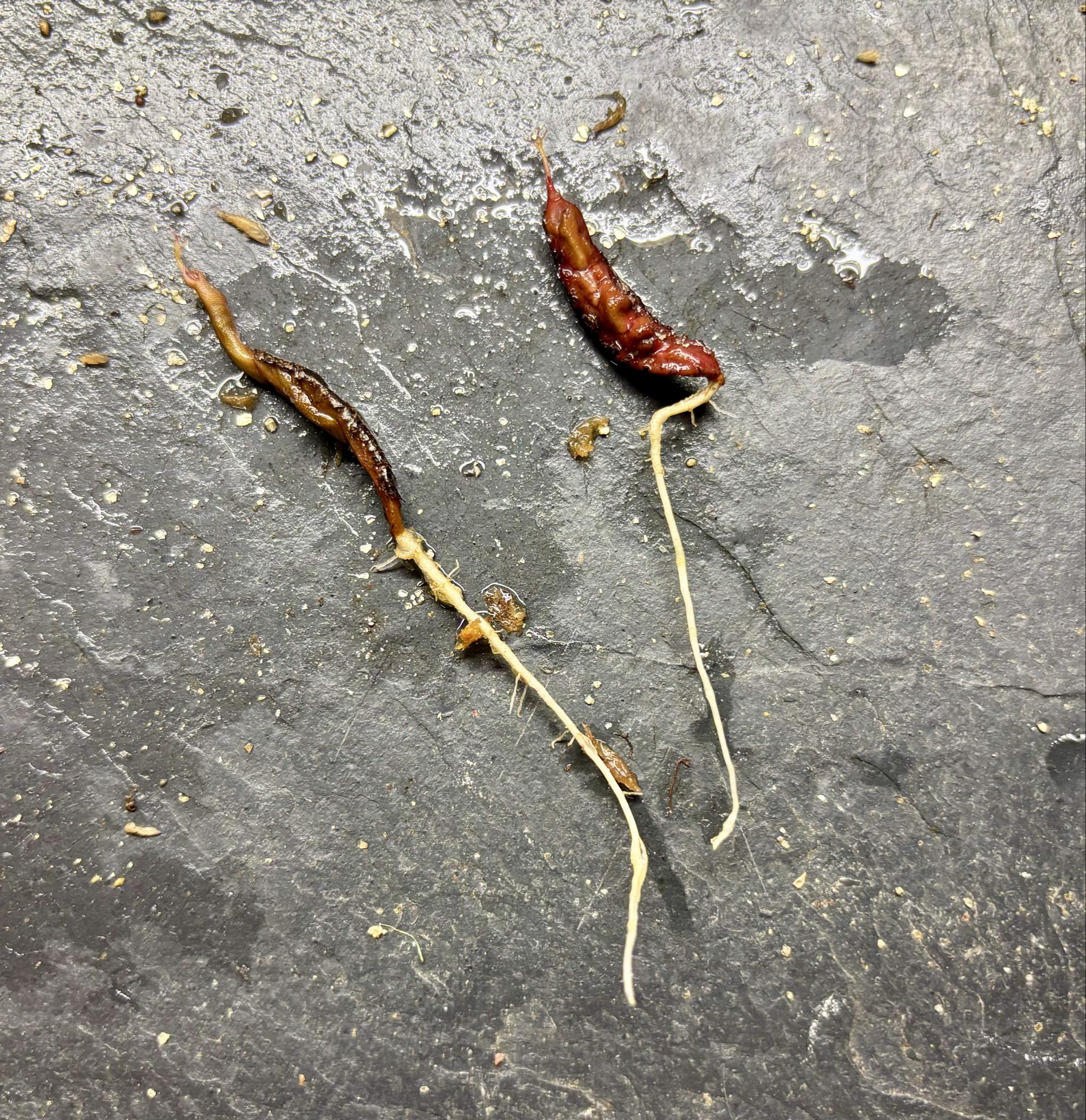 Neomitranthes sp Hortelo Tijuípe - 1 germinated seed / 1 gekeimter Samen