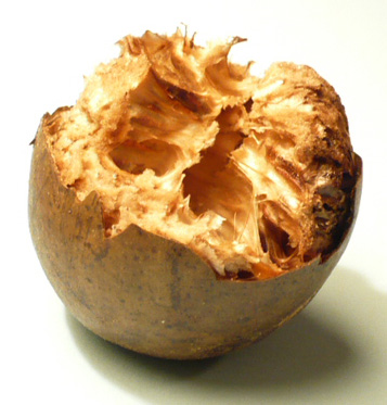 Monk Fruit (Siraitia grosvenorii) – Luo Han Guo - 5 fresh seeds / 5 frische Samen