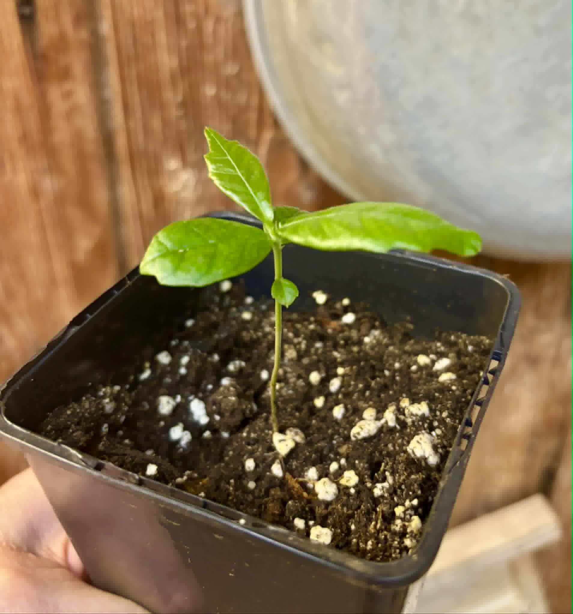 Tepetomate (Pseudolmedia glabrata) - 1 potted seedling / 1 getopfter Sämling