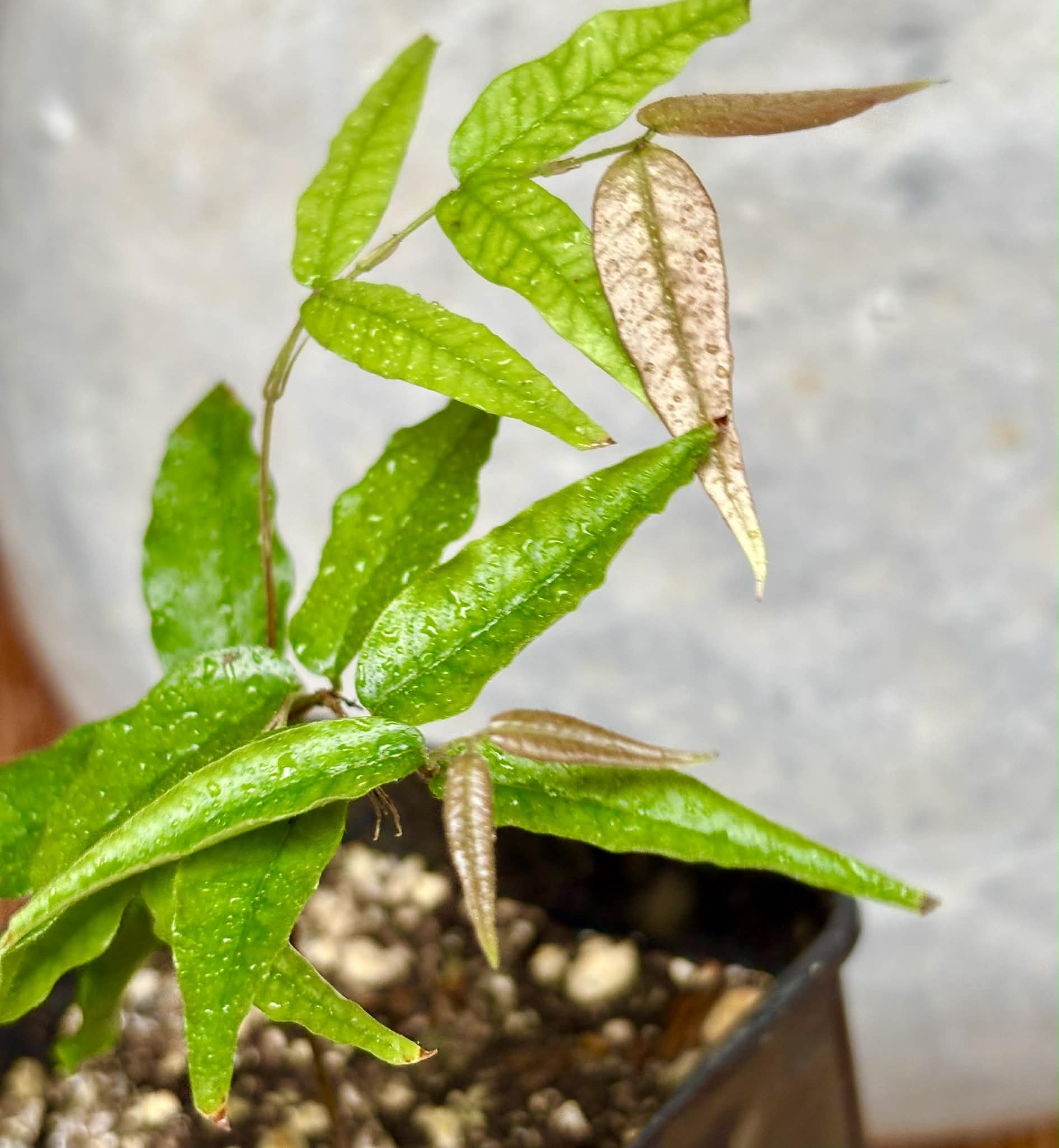 Plinia sp Rajada Cabo longo verde Tupinamba - Jaboticaba -  1 potted seedling / 1 getopfter Sämling