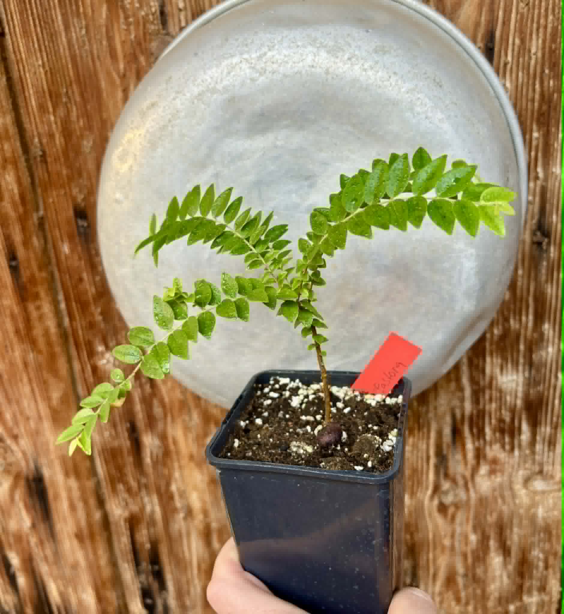 Myrciaria sp Pastora - 1 potted seedling / 1 getopfter Sämling