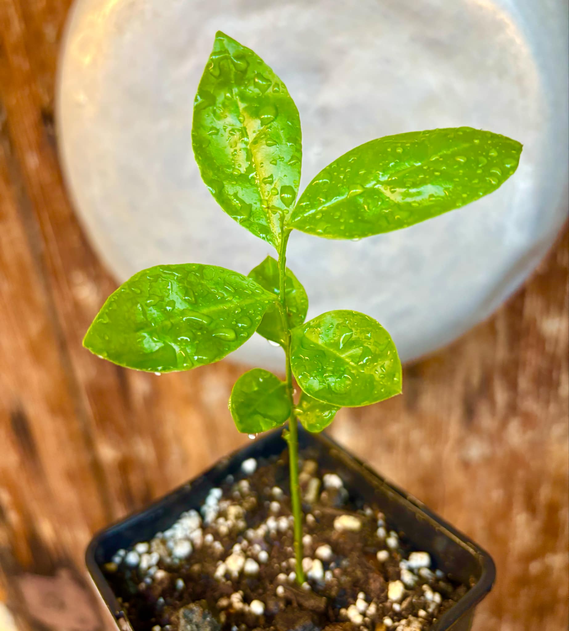 Ximenia americana - Ameixa da Caatinga - 1 potted seedling / 1 getopfter Sämling