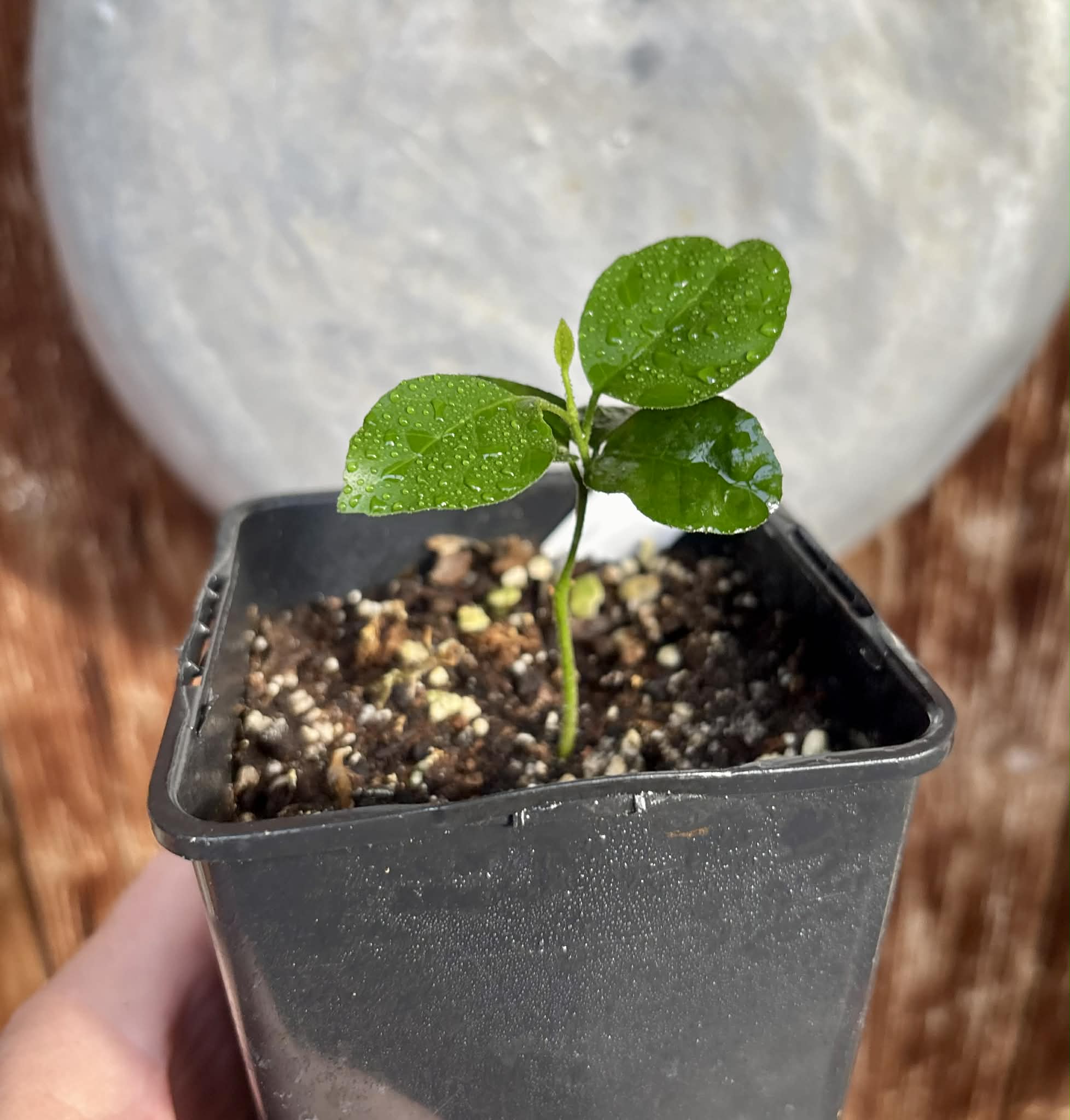 Wampee (Clausena lansium) - 1 potted seedling / 1 getopfter Sämling