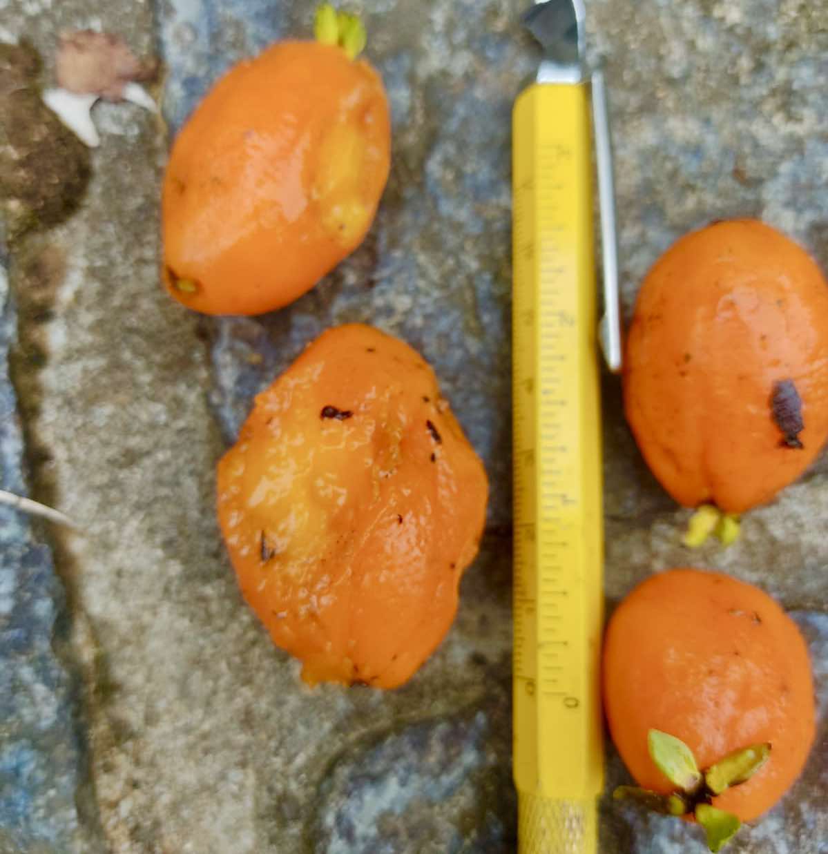 Eugenia sp Labisia -  1 germinated seed / 1 gekeimter Samen