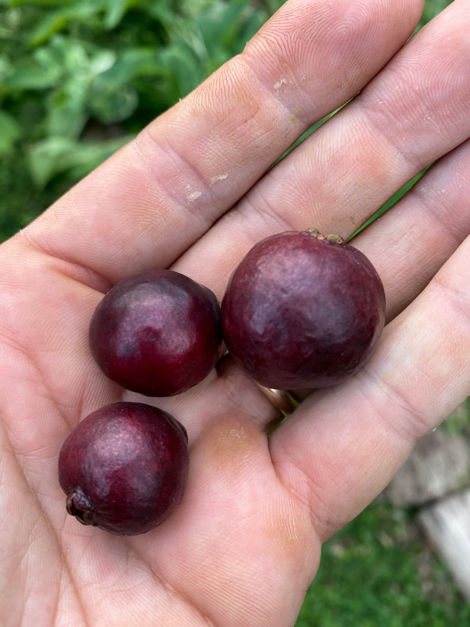 Purple Forest Guave - Psidium myrtoides  - 1 small potted seedling / 1 kleiner, getopfter Sämling