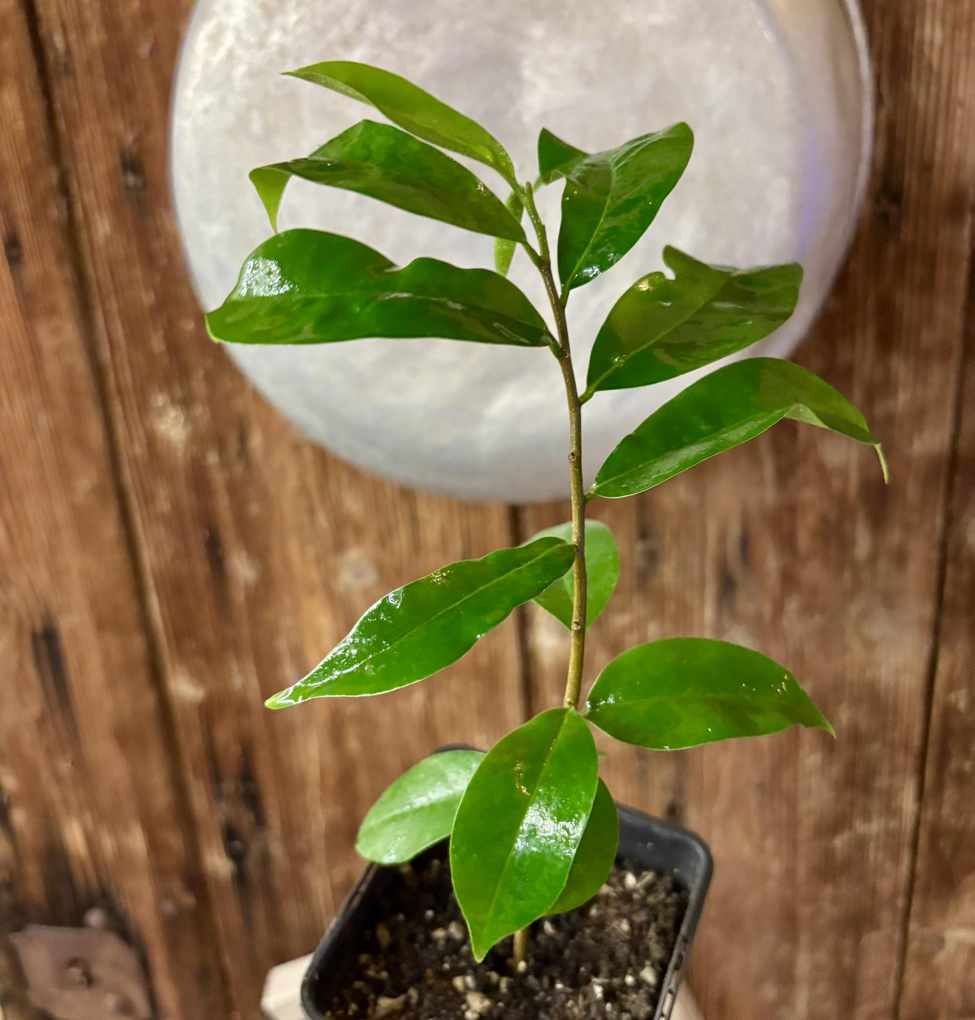 Annona muricata - Soursop / Stachelannone fiberless - 1 potted plant / 1 getopfte Pflanze