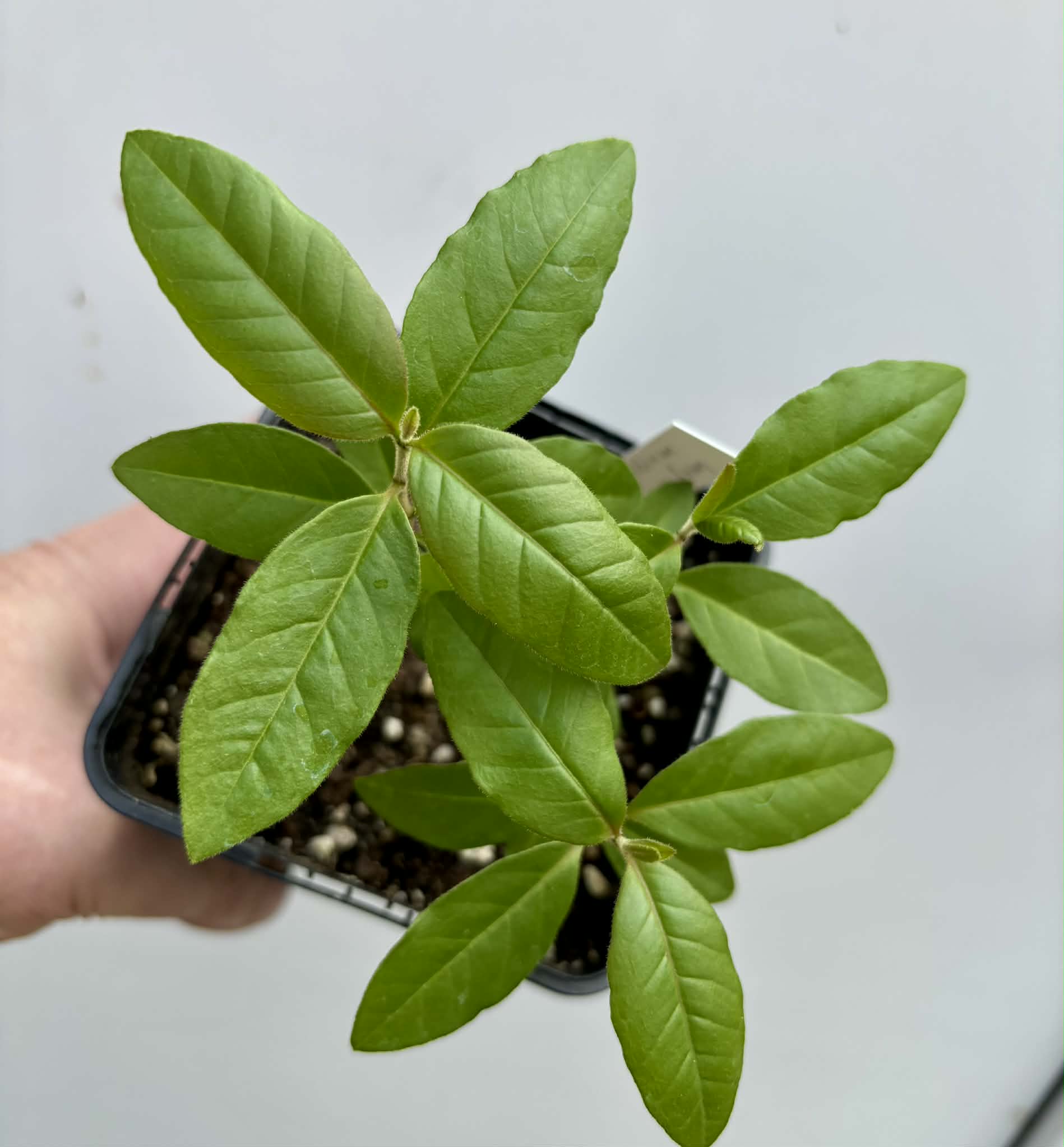 3 in 1 pot - Araca roxo (Psidium rufum)  - 3 seedlings in one pot / 3 Sämlinge in einem Topf