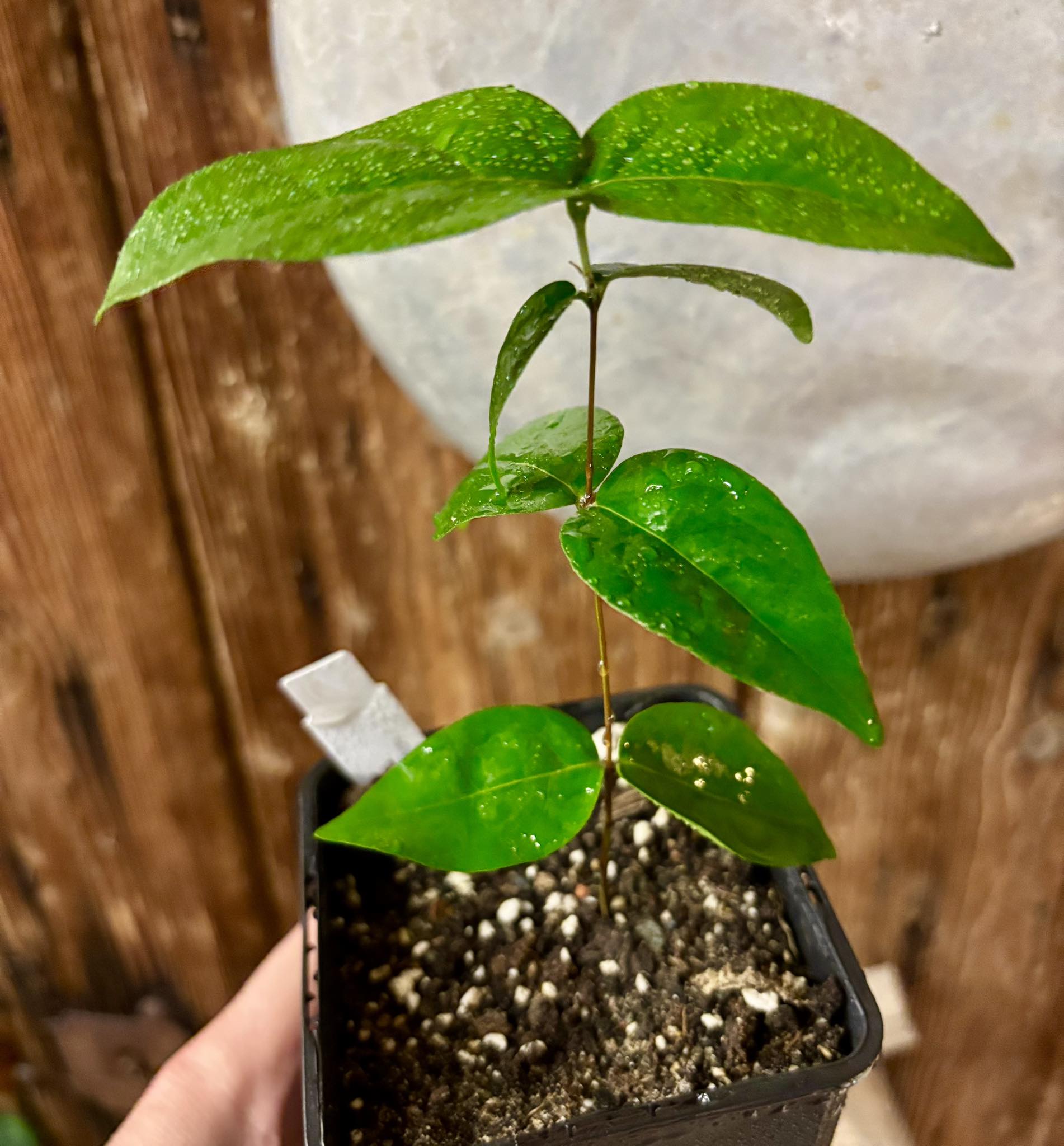 Eugenia uniflora var. red  - cultivated variety / 1 potted plant / 1 getopfte Pflanze