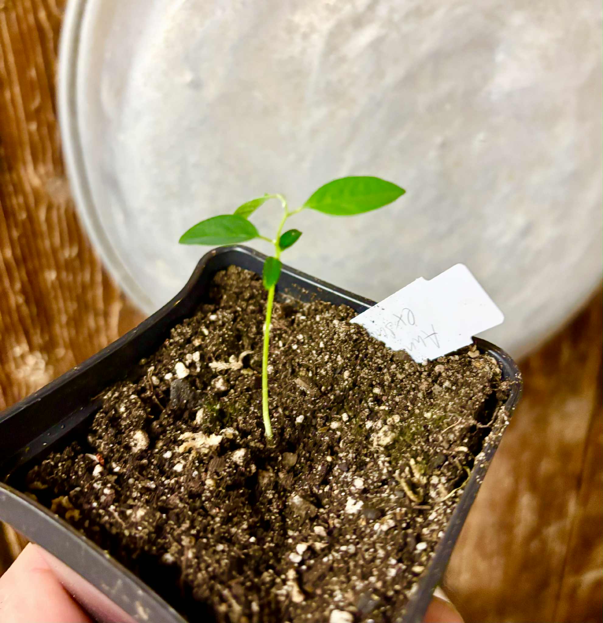 Annona exsucca - 1 potted seedling / 1 getopfter Sämling