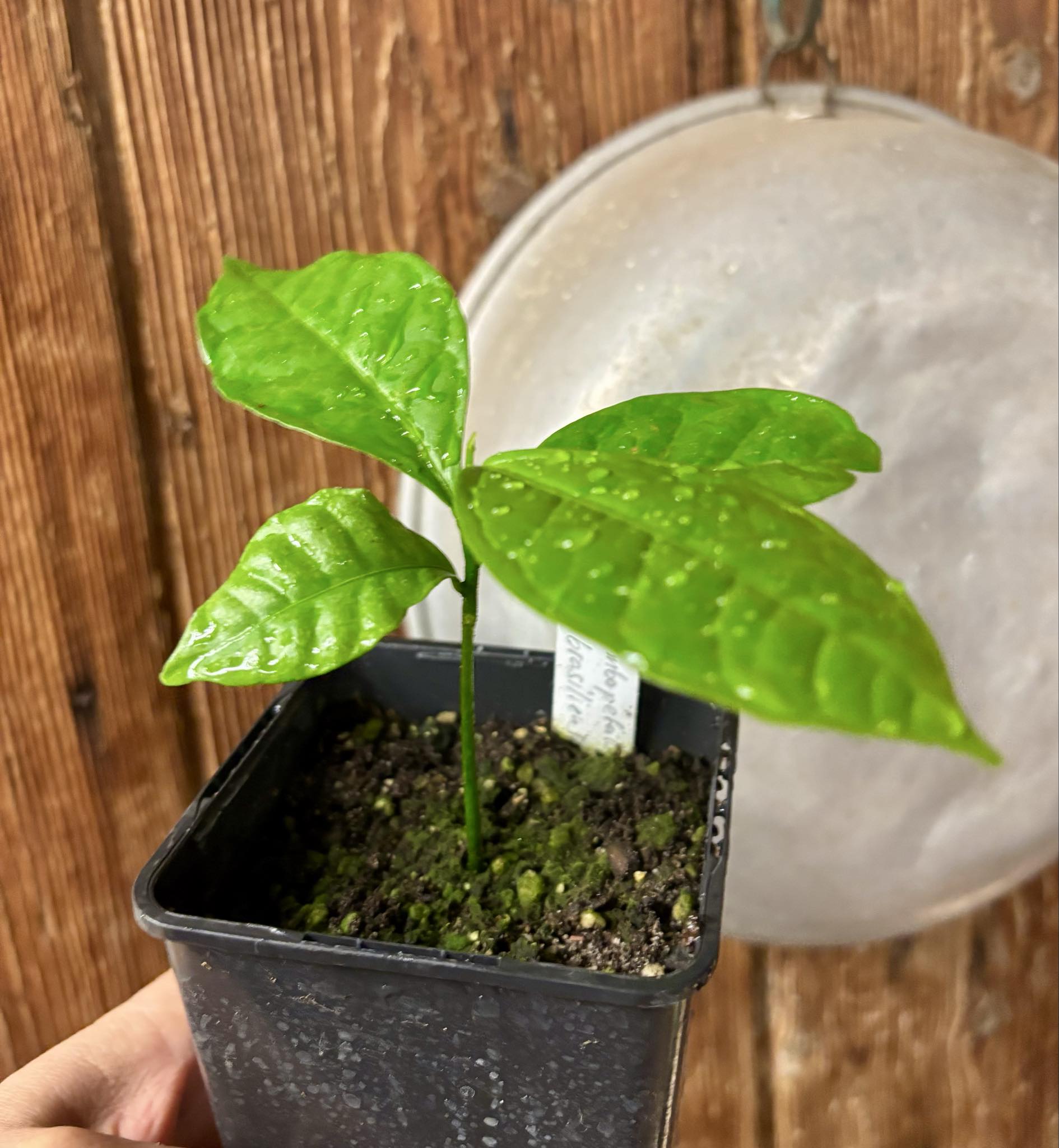 Cymbopetalum brasiliensis - 1 potted seedling / 1 getopfter Sämling Cymbopetalum brasiliensis - 1 potted seedling / 1 getopfter Sämling