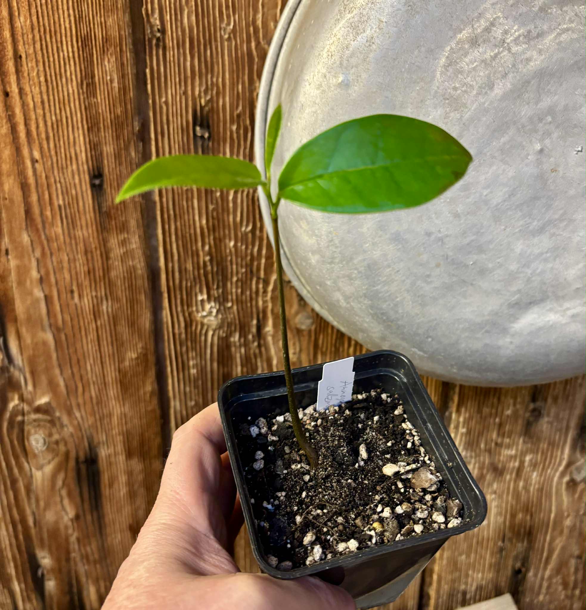 Annona salzmannii - 1 potted seedling / 1 getopfter Sämling