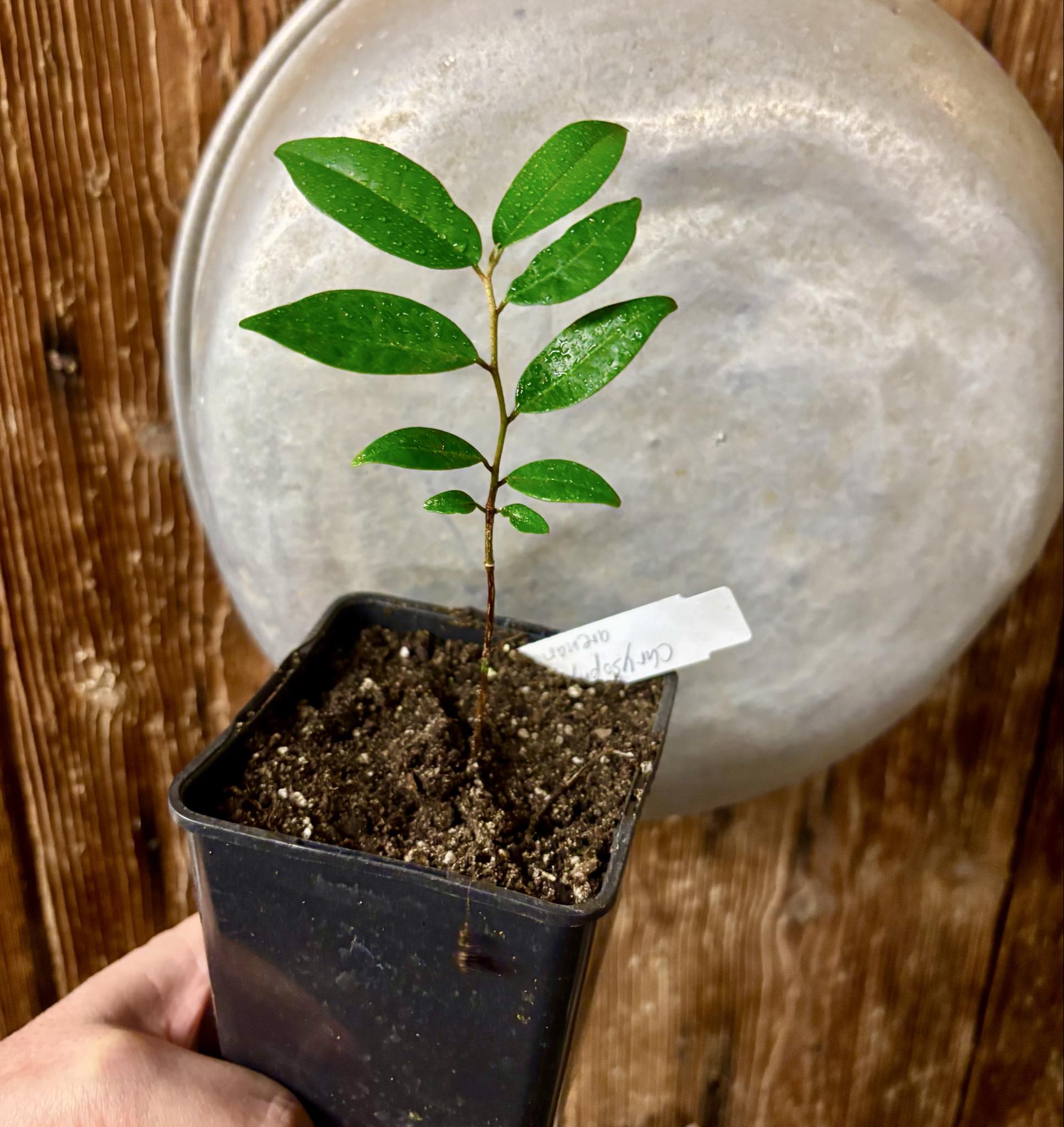 Chrysophyllum arenarium - Ameixa do Nordeste - 1 potted plant / 1 getopfte Pflanze