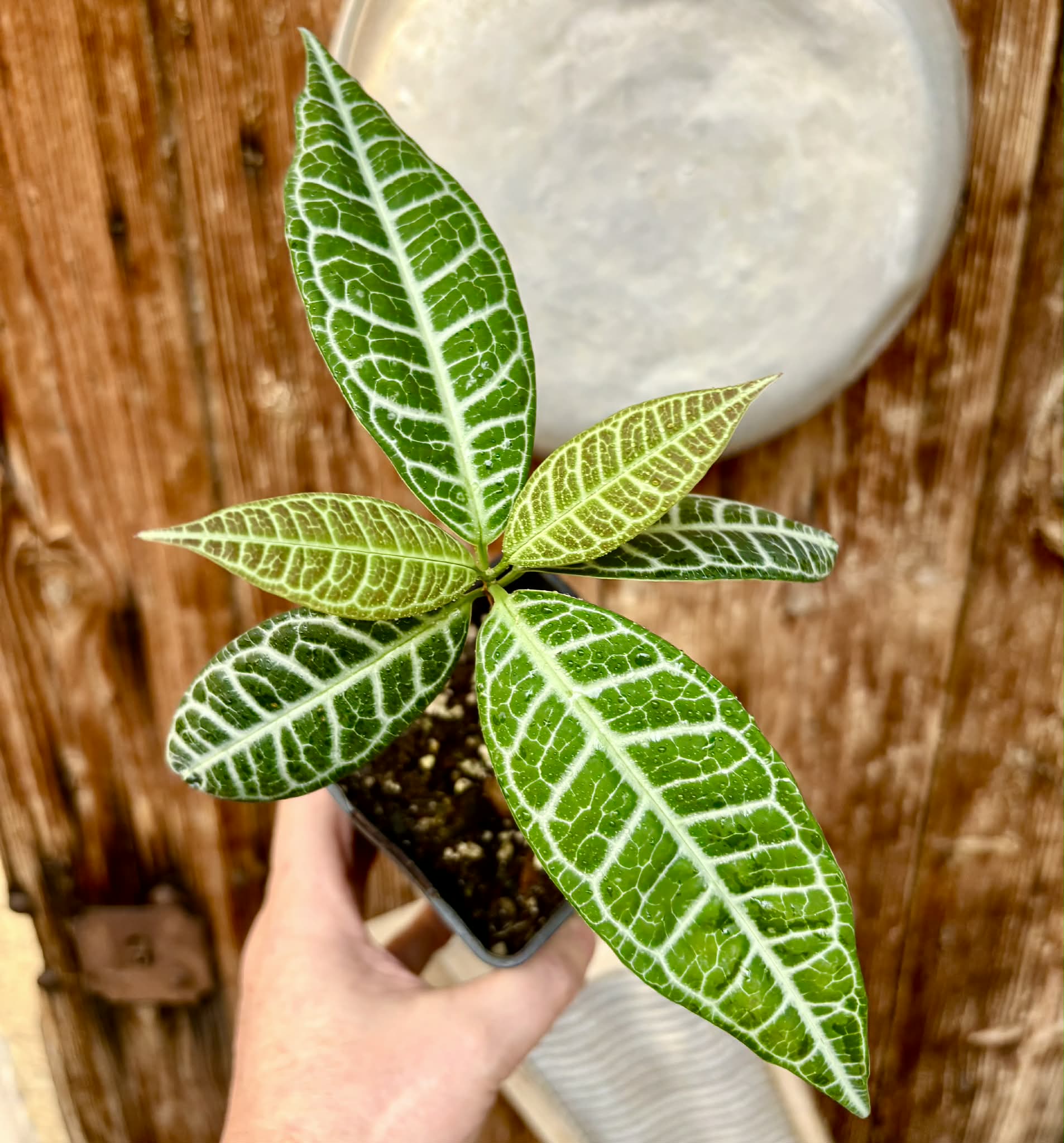 Eugenia sp Labisia -  1 potted plant / 1 getopfte Pflanze