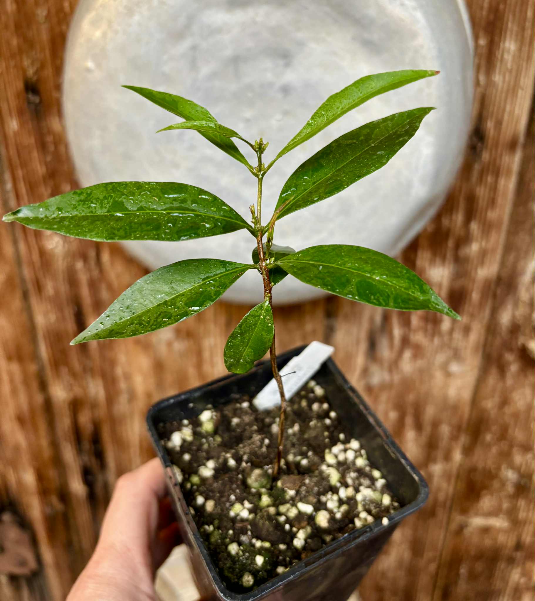 Eugenia sp Belmonte -  1 potted seedling / 1 getopfter Sämling