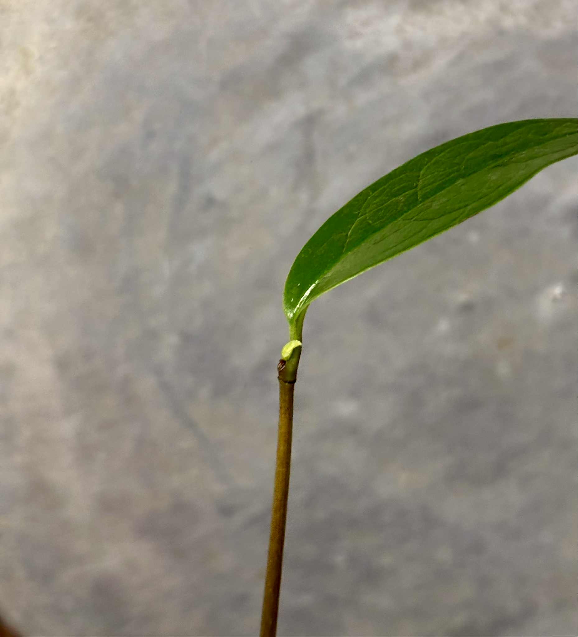 Annona salzmannii - 1 potted seedling / 1 getopfter Sämling