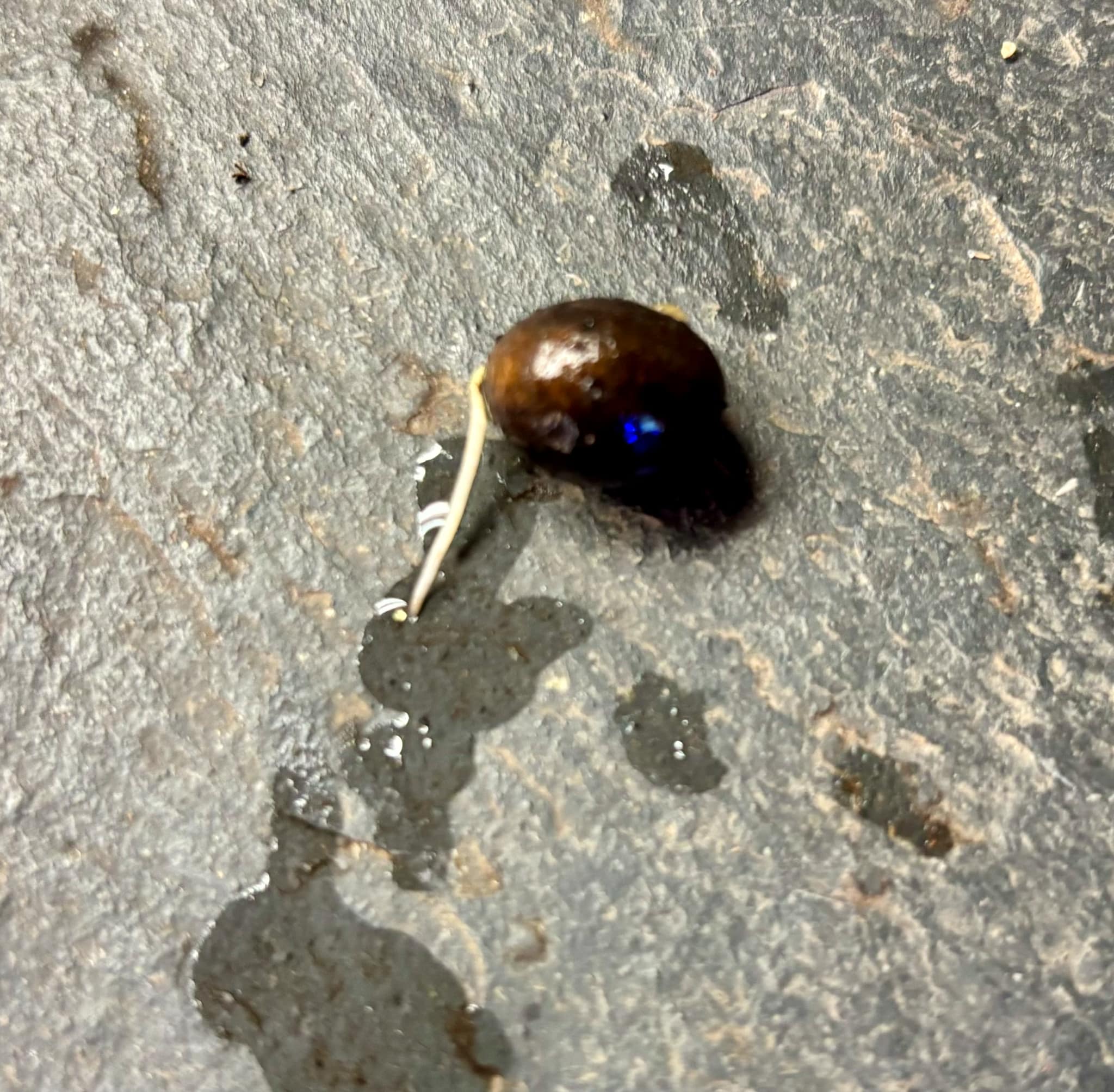 Eugenia sp Laranja Caetite -  1 germinated seed / 1 gekeimter Samen