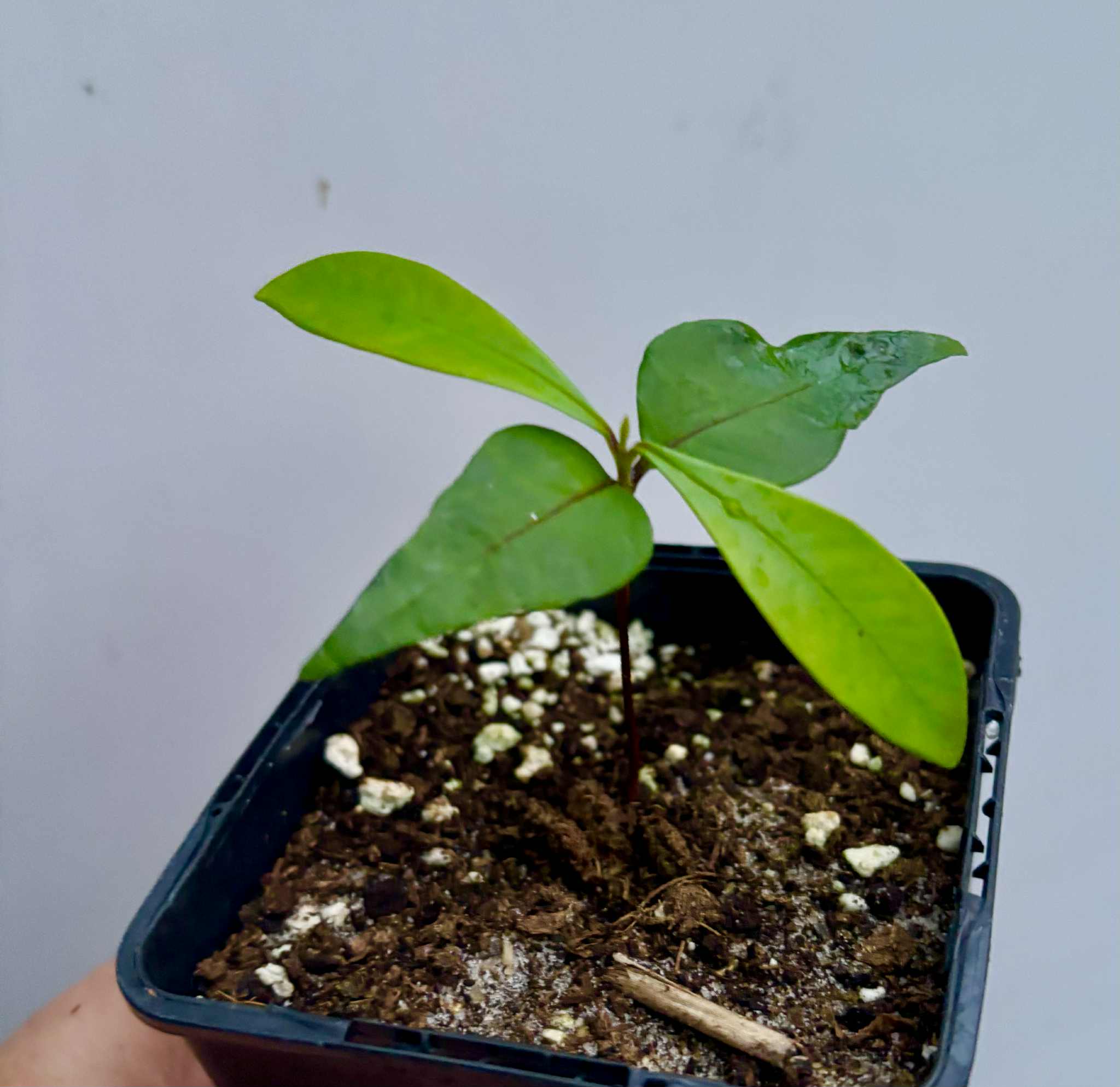 Myrcia sp Jaboticaba Bahia -  1 small potted seedling / 1 kleiner, getopfter Sämling