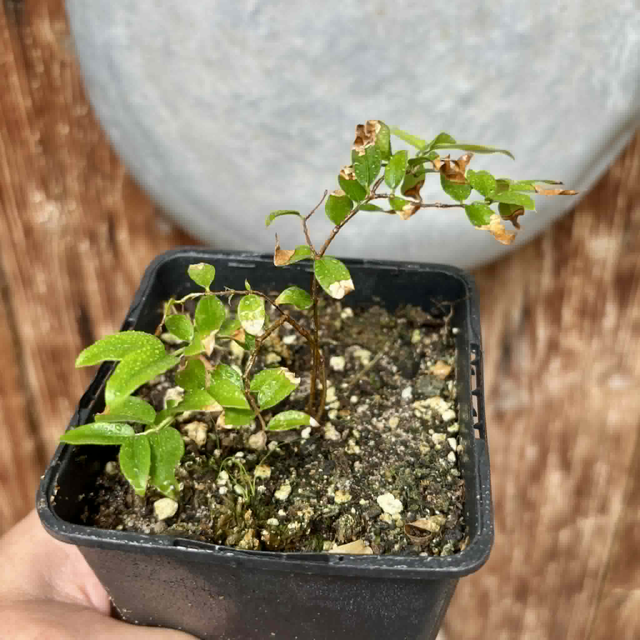 Jaboticaba - Plinia sp Esarme -  1 potted seedling / 1 getopfter Sämling