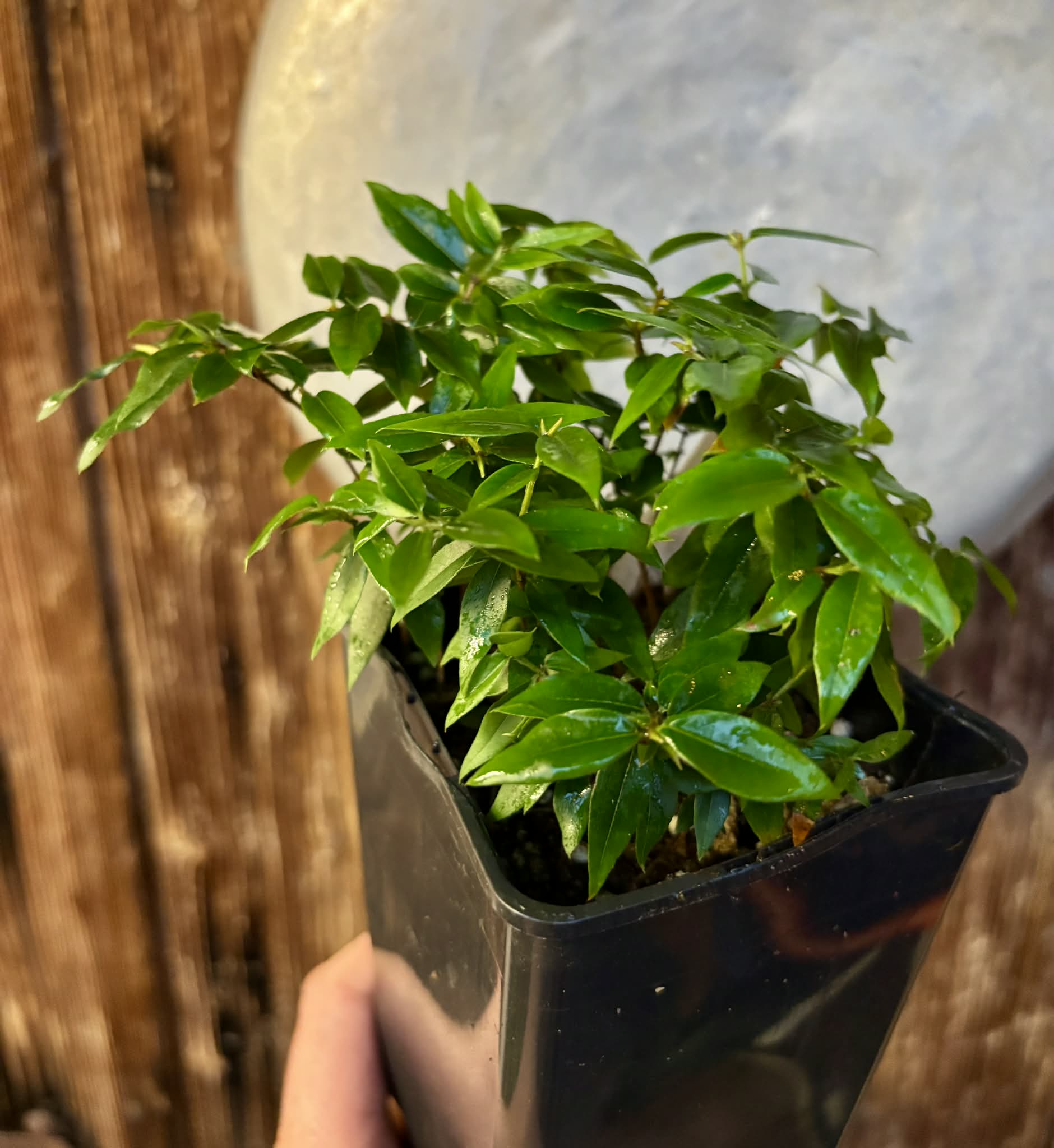 16 in 1 pot - Jaboticaba - Plinia sp Pingo de Mel (Vilela A3) -  1 potted seedling / 1  getopfter Sämling