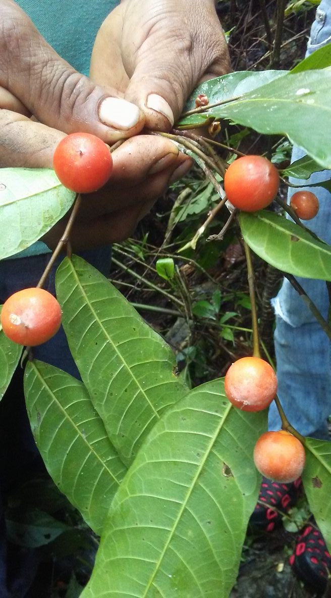 Pseudolmedia sp Amazonas  - 1 fresh seed / 1 frischer Samen