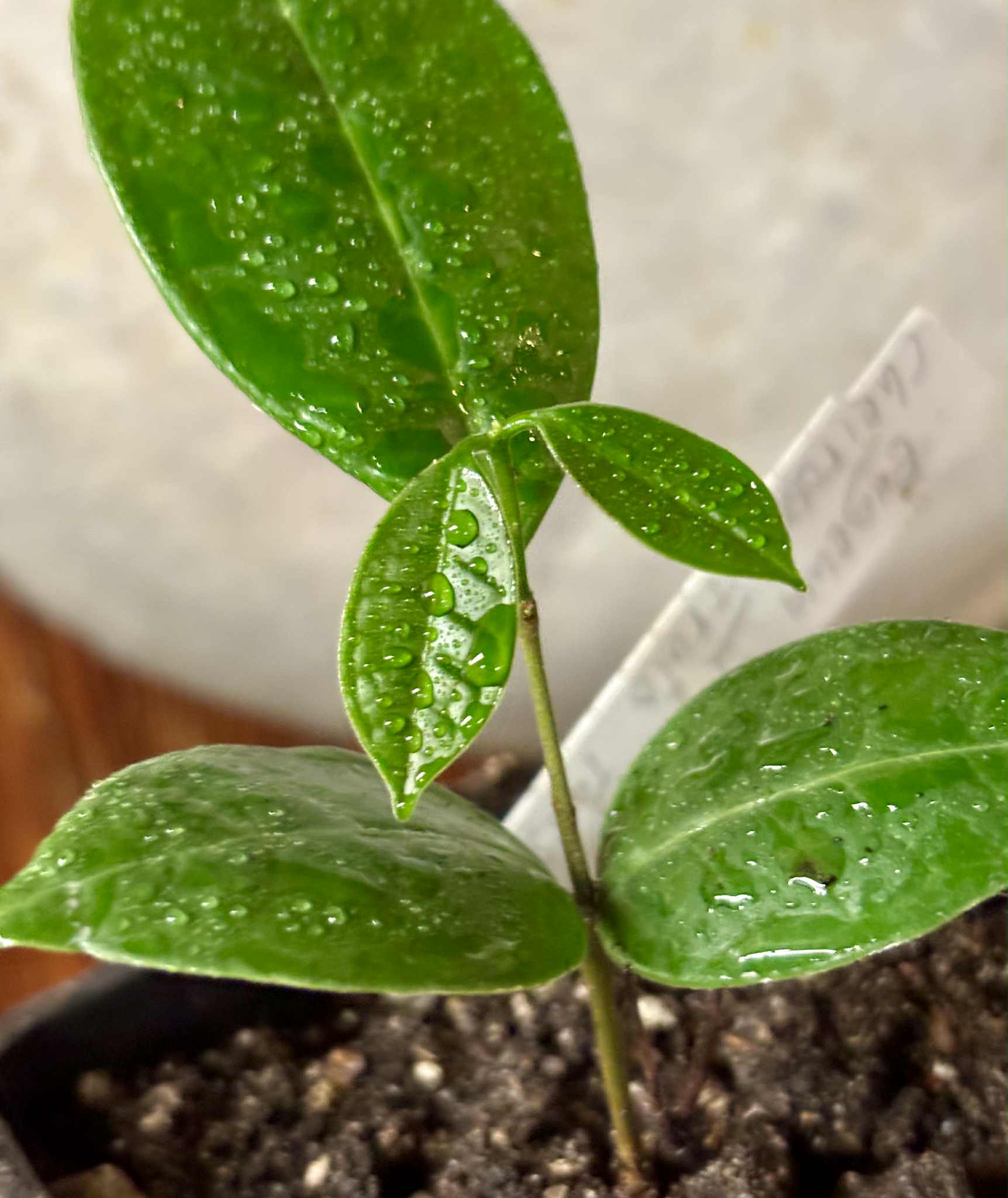 Eugenia sp Cheirosa Fruto Passado - 1 potted seedling / 1 getopfter Sämling